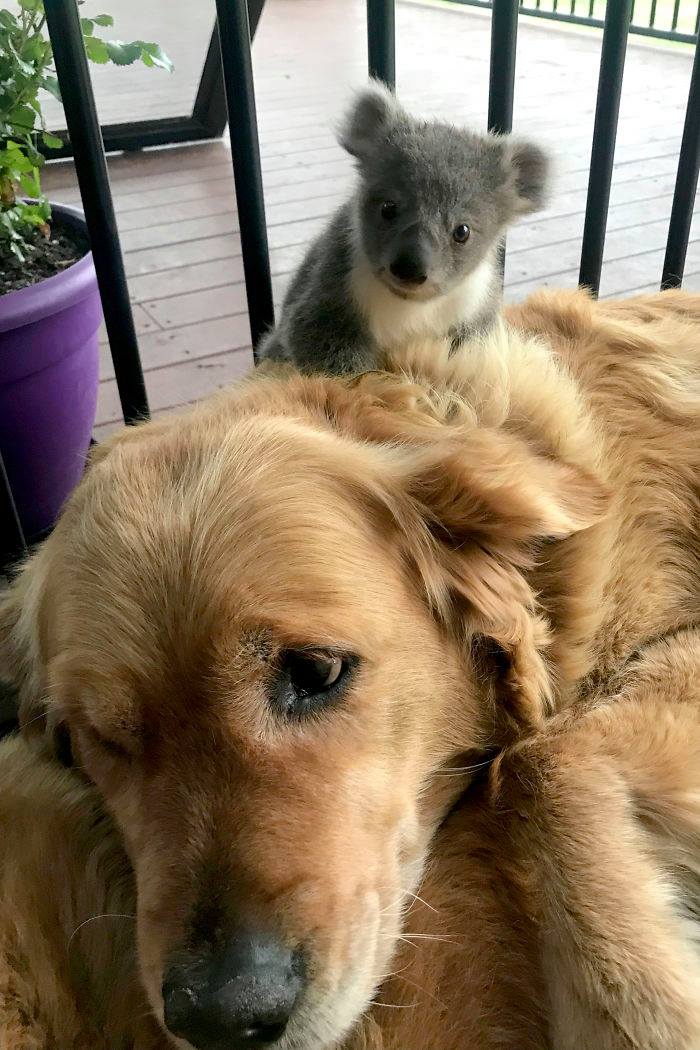 Klq đến bầu bí nhưng vụ này ở Úc cute quá nè các mẹ

Một cặp vợ chồng ở Úc mở cửa ra và thấy cảnh này. Vâng! Là bé chó cưng của họ cõng bé gấu Koala từ đâu về nhà. Họ đoán là do bé gấu Koala bị lạc mẹ trong vụ cháy rừng ở Úc và được cún cưng của họ cứu. 😘🥰

Thấy mà ấm hết cả lòng mọi người ạ. ❤️❤️

Share: Dog là Mèo
