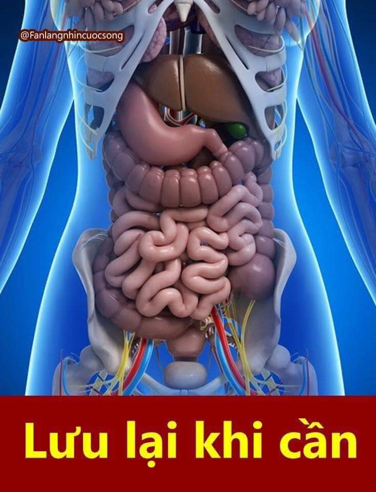 Dành cho cả nhà 👩‍❤️‍💋‍👩👩‍❤️‍💋‍👩👩‍❤️‍💋‍👩 xem giúp ích gì không 😛😛

1.Ngủ chảy nước dãi do Tỳ Vị mất cân bằng
Tăng cường đi bộ, khoai lang ăn nhiều
2.Ngủ nghiến răng gan nóng uất đấy mà
Đỗ đen nấu cháo, ta hay ăn vào
3.Ngủ hay mộng mị chẳng yên yên 
Tay đặt lên bụng, thế nằm thẳng ngay
4.Đi bơi chân bị chuột rút đừng lo
Tay bên không bị giơ cao lên trời
5.Vừa nôn vừa bị đi ngoài
Lá vối, vỏ quýt ta đem uống liền
6.Chỉ bị đau bụng nhẹ thui
Nước nóng, nước lạnh trộn cùng uống luôn
7.Yếu bóng vía sợ bị ma nhập
Củ tỏi giã nát ta mang theo người
8.Huyết áp bị tụt bất ngờ 
Hít vào hóp bụng thế là nó lên
9.Trời lạnh huyết áp lên cao đột ngột
Ngâm chân nước nóng thế là xuống ngay
10.Đột nhiên quên béng thứ gì
Ngón tay gõ nhẹ " Ấn đường" nhớ ra
11. Lẹo mắt, đũa cả đánh cơm
Hơ nóng áp lẹo vài lần khỏi ngay.
12. Dính mưa dị ứng mề đay
Đồ khô, hơ nóng ta thay mặc vào.
13. Bị ong đốt phải làm sao
Tía tô bóp nát rịt vào chỗ đau.
14. Rết cắn lá Ớt lấy mau
Đem giã lấy nước bôi vào vết thương.
15. Độc rắn, nhựa Đu đủ xanh
Bôi, rồi thái quả sắc nhanh kịp thời.
16. Dạ đề trẻ khóc không ngơi, 
Xác Ve sao, tán, uống bồi nước Cơm
17. Dị ứng Kinh giới, Đinh lăng
Rau má, Diếp cá đun cùng Tía tô.
18. Quai bị, muỗi đốt sưng u
Hạt Gấc nướng, ngâm giấm, từ từ xoa.
19. Bị sốt vi rút mùa Hè 
Kinh giới, Diếp cá lấy về đun lên.
20.Trẻ em, Kiết lỵ mấy phen
Cỏ sữa đun uống, vài lần cầm luôn.
21. Lang ben dùng rượu ngâm riềng, 
Hay Phá cố chỉ thường dùng mà bôi.
22. Muốn gan thải độc cấp thời
Phan tả diệp sắc uống thời độc ra.
23. Muốn cho hết bệnh vàng da
Nhân trần sắc uống thay trà sớm trưa.
24. Méo mồm khi gió lạnh về 
Uống liền kinh giới, lâu thì khó cân. 
25. Muốn cho hôi miệng hết dần
Lá Ổi sắc đặc ta cần súc luôn.
26. Khi nào mới bị sâu răng 
Hạt Cau ngâm rượu ta dùng ngậm ngay.
27. Cẩu tích đun uống hằng ngày
Thận khỏe, răng chắc mặt mày tươi vui.
28. Mụn nhọt, mẩn ngứa muốn lui
Lá Đinh lăng sắc, uống chơi ngày ngày.
29. Mộc thông giúp Sữa thông ngay, 
Lá Đinh lăng, lá Mít đem thay đun dùng.
30. Khi cai lại muốn sữa ngừng
Lá Dâu tươi sắc, nhẹ nhàng sữa lui.
31. Táo bón, có sữa Bò tươi
Thật nhiều theo sức ta thời uống ngay
Hoặc rau Diếp cá, rau Đay, 
Mùng tơi, Dền đỏ, hàng ngày nấu ăn.
32. Tiêu chảy, có Hồng xiêm xanh
Cùng với lá Ổi, đun thành thuốc ngưng,
Hoặc riêng vỏ Măng cụt dùng
Sắc nước cho uống, bệnh cầm thảnh thơi.
33. Muốn gan mát, mắt sáng ngời
Có trà hoa Cúc ta mời bạn thân.
34. Áp huyết thấp muốn cho tăng
Trà Gừng pha uống dần dần lại lên.
35. Áp huyết cao muốn hạ luôn
Hoa Đại hãm uống vài bông nhẹ đầu.
36. Rôm sảy muốn trẻ hết mau
Nước Dừa tươi đó uống vào rất ngon.
37. Kỷ tử nếu ta thường dùng
Trẻ lâu, da đẹp sánh cùng thời gian.
38. Muốn cho béo đẹp mỡ màng
Sữa Ngô nếu có ta dùng thường xuyên.
39. Muốn mau tiêu mỡ giảm cân,
Táo mèo, vỏ Bưởi sắc dùng vui thay.
40. Muốn chân khỏe mạnh, dẻo dai
Ngũ gia bì đó sắc thời uống luôn.
41. Muốn cho khỏi bệnh đại tràng
Lá Mơ tam thể ta ăn thật nhiều.
42. Dạ dày muốn cho khỏi đau
Vỏ trứng Gà sấy, bột này ta chiêu.
43. Khô mắt, quáng gà về chiều
Ngày ngày Bí đỏ làm nhiều mà ăn.
44. Bụng lạnh muốn ấm từ trong
Củ Riềng sắc uống, vừa dùng lạnh tan.
45. Muốn cho mát ruột mát gan
Bột Sắn dây uống, nóng tan nhẹ liền.
46. Muốn cho phần ngực ấm êm
Gừng tươi giã nhuyễn nước đem uống dần.
47. Muốn cho phần ngực mát lành
Hạt Mã đề sắc nước dùng bệnh lui.
48. Đái đục, rễ cỏ tranh sao
Sắc đặc lấy nước uống vào tiểu trong.
49. Muốn cho vào giấc ngủ nhanh
Lạc tiên đun uống lại thành tiên ngay.
50. Da mặt trắng mịn, lá Dâu, 
Vừng đen đun nước, cho vào mật Ong.
51. Muốn cho bệnh trĩ khỏi nhanh
Hoa Thiên lý đó ta ăn hằng ngày.
52. Nếu ta ăn uống không tiêu
Đun nước củ Sả uống nhiều cho thông.
53. Bị ho, ngực họng nhiều đờm
Vỏ Quýt đun nước uống thường tiêu tan.
54. Miệng nôn, trôn tháo bệnh nan
Hoắc hương, vỏ Quýt, ta đun uống liền.
55. Thời tiết mất giọng, tiếng khàn
Uống nước vỏ Quýt, giọng thanh hết rè.
56. Chanh leo đừng bỏ hạt đi
Đó là thần dược phòng ngừa ung thư.
57. Đám tang, bốc mộ nhớ ghi
Có Gừng, Tỏi nào sá chi hàn tà.
58. Cam tẩu mã, nào phải sợ
Cóc thiêu toàn tính lấy tro rắc vào.
59. Trẻ mồ hôi trộm, lá Dâu
Hái buổi sáng sớm, đun sau uống dần.
60. Hay bị mồ hôi tay chân 
Lá Lốt vừa uống, vừa ngâm cũng lành.
61. Trời lạnh áp huyết vọt lên
Ngâm chân Gừng, Muối hoả liền thoái lui.
62. Rét run, tái mặt, thâm môi
Giã cho uống nước Gừng tươi ấm dần.
63. Gan nhiễm mỡ, bụng béo tròn 
Sao vàng vỏ Bưởi, đun dùng rất hay.
64. Có Hp trong dạ dày
Đừng quên uống cạn trà Dây thường thường.
65. Lại hay bị bệnh đau lưng
Có củ Cẩu tích ta dùng chớ quên.
66. Xương khớp bị đau triền miên
Ngoài vườn có dây Đau xương trị lành.
67. Đau vai gáy, Dâu cả cành bỏ lá
Sao vàng, hạ thổ mà thành thuốc thang.
68. Rau Dền, rau Má, Cải xoong
Là món bổ máu ta dùng yên tâm.
69. Nhân sâm và củ Đinh lăng
Dùng vào bổ khí, lực tăng sức bền.
70. Bí trung tiện muốn thông nhanh
Có hạt Mít luộc, ăn liền gió đua
71. Bí đại, tiểu tiện Phèn chua
Đem phi, tán bột, rốn kia rắc vào.
72. Tiểu nhiều muốn giảm thì sao
Nấu cháo củ Súng ăn vào giảm ngay.
73. Muốn đi tiểu nhiều hàng ngày
Có rau Cải đó, ta nay ăn đều.
74. Nếu ai bị chứng giời leo
Nhựa cỏ Sữa đó bôi vào đừng quên.
75. Bản đồ bệnh lưỡi trẻ em
Cà tím cô đặc, lấy bông thấm vào.
76. Lá rau Ngót, bệnh lưỡi tưa
Giã vắt lấy nước, bôi thừa sức tan.
77. Mồ hôi muốn thoát dễ dàng
Có củ Khúc khắc ta mang ra dùng.
78. Đã lâu bị nhịn đói lòng
Chỉ nên ăn cháo loãng chớ dừng no cơm.
79. Khi bị ngộ độc thức ăn
Món ngon trước mặt chớ nên chào mời.
90. Bị đỉa chui vào trong người
Mật Ong đặc trị ta thời dùng ngay.
81. Mật Ong dẫu thật là hay 
Trẻ dưới 01 tuổi ta nay tránh dùng.
822. Suy dinh dưỡng, Cao ban long 
Dùng cho trẻ nhỏ thuốc thần chớ quên.
83. Đứt tay, chảy máu vết thương 
Lấy tro giấy đốt ta đem rịt vào.
84. Lưu thông máu não làm sao
Dùng rau Ngải cứu ăn vào nhẹ thôi.
95. Sốt cao muốn hạ kịp thời 
Diếp cá với cỏ Nhọ nồi đừng quên.
86. Mào gà trắng sao cháy đen 
Tử cung ra máu đun dùng cầm ngay.
87. Tiêu sỏi gan, mật: Nghệ vàng
Lấy về làm thuốc ta đừng có quên.
88. Muốn tiêu sỏi thận: trái Thơm
Nướng trên than củi với cùng phèn chua.
99. Bệnh gout cần phải phòng ngừa
Đỗ xanh cả vỏ, ta cho ăn nhiều.
90. Trẻ ho có lá Hẹ tươi
Đường phèn cùng hấp ta rời kháng sinh.
91. Đau mắt đỏ Diếp cá tanh
Rửa sạch giã nhuyễn ta đem đắp vào.
92. Chẳng may bỏng lửa, nước sôi
Lá Bỏng giã nhuyễn, đắp vào vết thương
93. Viêm họng có quả Trám đen
Bỏ hạt, ninh kỹ thêm đường uống nhanh.
94. Bong gân lá Láng ta dùng
Hơ nóng, ngâm nước gạo xong đắp vào.
95. Mồ hôi trộm, lở, chốc đầu 
Lá Bỏng vắt nước, uống vào thật hay.
96. Kiết lỵ nhăn nhó mặt mày
Rau Sam ( hoặc cỏ Sữa )đun nước uống ngay mau lành.
97. Xơ vữa động mạch để phòng 
Rau Sam, Gừng sống ta cùng đun sôi.
98. Bắp cải viêm loét dạ dày
Trần qua, vắt nước, ta thay nước dùng.
99. Viêm loét dạ dày trên đường 
Bột Sắn dây uống tạm hàn vết đau.
100. Bị bỏng do Ớt rát cay
Lá Ớt giã nát lấy ngay đắp vào.
101.Đi ngoài ra cả máu tươi
Hoa hòe sao cháy, đun sôi ta dùng.
102. Nóng quá mũi chảy máu cam
Nhọ nồi mát máu đun làm thuốc thôi.
103. Dạ dày xuất huyết, gấp rồi
Củ Bạch cập nướng cháy hơi mà dùng.
104. Đừng dại nghịch nhựa xương rồng
Nó có chất độc loét tung da dày.
105. Sốt xuất huyết, phải cấp thời
Mau tìm Diếp cá, Nhọ nồi trị ngay.
106. Trời lạnh, huyết áp lên cao
Ngâm chân nước ấm hạ rồi áp ơi.
107. Mưa lạnh xương nhức, khớp đau
Uống, ngâm lá lốt đã sao cho vàng.
108. Mùa Đông lạnh thấu tận xương
Củ gừng nướng cháy, ta đun uống liền.
109. Trời lạnh bị đau một bên
Gội đầu nước Quế ấy liền hết đau.
110. Quả dâu ta chín, thật hay
Bổ huyết, sáng mắt, tóc này thêm đen.
111. "Cam lồ" nước bọt chớ quên 
Nuốt ực xuống bụng, tiêu tan bệnh mà.
112. Mụn thịt ( cơm ) nhìn chớ có buồn
Tía tô vò nát bôi vào rụng thui
113. Hóc xương , đọc thần chú câu này:
" Gần thì ra, xa thì vào" thế là nó trôi.
114. Trung tiện mà thấy khó khăn
Hạt mít đem luộc ăn vào thật hay
115. Tiểu tiện mà bí, bụng chướng thật nguy
Hành ta đem luộc uống vào hay ngay
116. Đại tiện mà gặp khó khăn
Phèn phi tán bột, rắc vào rốn thui.
117. Mồ hôi mà nó chẳng ra, nặng người
Lấy Hương Nhu tía , vừa uống vừa xông
118. Tác mũi , mà nó chẳng thông
Lấy máy sấy tóc hơ ngay ấn đường
119.Mùa Đông, trời lạnh ngủ chẳng ngon.
Đun gừng đã nướng, thêm đường cho ngon.
120. Bệnh Gout xin cũng chẳng có gì lo..
Tía tô, lá Vối, đỗ Xanh dùng lâu khỏi liền
121.Đi lạnh, đưa đám.. sợ nhiễm hàn tà
Về xông bồ hết, vỏ bưởi..trục hàn tà ra
122. Nắng nóng sợ nhiễm nhiệt tà
Vỏ quả dưa hấu uống vào bạn ơi
123. Trúng phong méo miệng thật lo
Kinh giới đun rượu uống cho sớm vào
~N