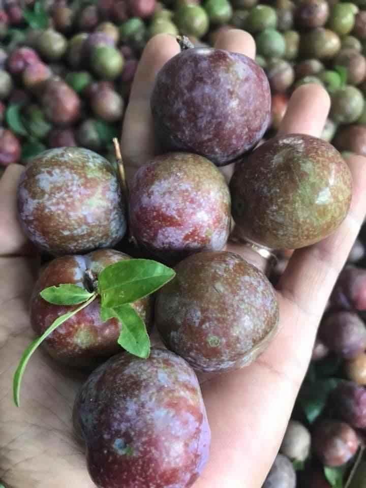 Bầu có ăn được mận bắc này k các mom ơi. Tới mùa mận rồi, nhìn k chịu được hiccc