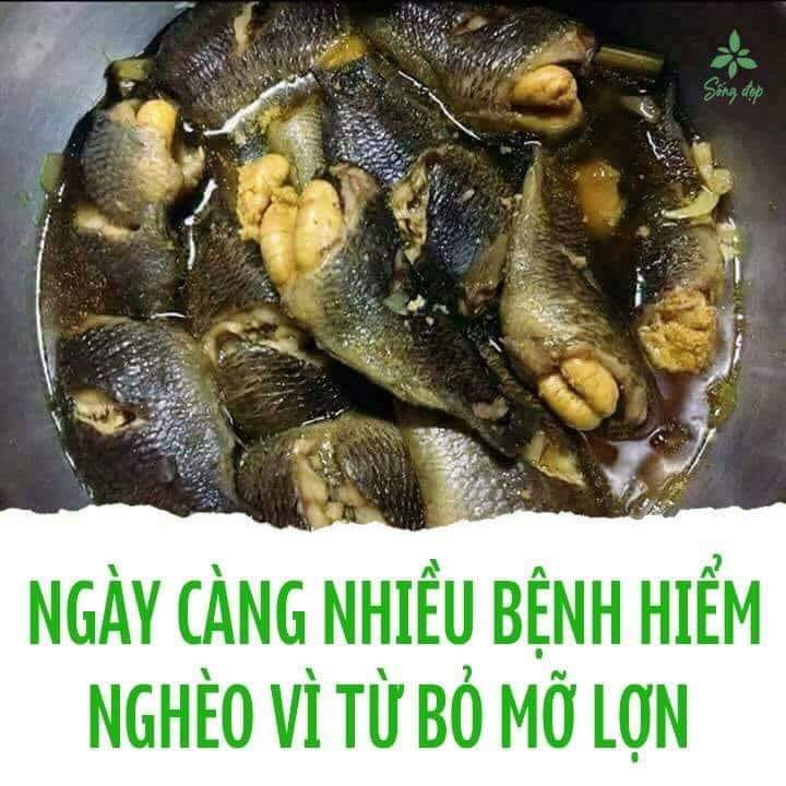 NGÀY CÀNG NHIỀU BỆNH HIỂM NGHÈO VÌ TỪ BỎ MỠ LỢN

Càng ăn dầu thực vật thì càng lắm bệnh, do nhiệt độ sôi của nó thấp, nên nhiều mầm bệnh, và do những biến đổi hóa học tệ hại. Thành phần chính của hầu hết dầu thực vật là chất béo không bão hòa đa (trong khi mỡ lợn rất giàu chất béo bão hòa). Dầu thực vật có độ ổn định kém và rất dễ bị oxy hóa, và nó sẽ giải phóng vô số chất có hại khi đun nóng trong thời gian dài.

NÊN BIẾT:

- Từ hồi bé mình đã đọc sách của đại danh y của dân tộc này, ngài Tuệ Tĩnh, thì thấy tất cả các bài thuốc quan trọng của ông đều có thêm miếng mỡ lợn. Mong các chư vị tìm đọc.

- Người Trung Quốc đã dùng mỡ lợn để làm sạch các mạch máu, trừ tam tiêu, thấp khí và trị bệnh lá lách, dạ dày. Trong "Bản thảo cương mục" Lý Thời Trân có viết mỡ lợn là một loại thuốc bổ rất tốt, không gây nóng trong người, có tác dụng thanh lọc cơ thể. Cuốn "Trửu hậu bàng" thì nói rằng mỡ lợn có thể trị viêm gan. Dược Vương, Tôn Tư Mạc cho rằng mỡ lợn có thể giúp làm lưu thông khí huyết, tan máu cục và chữa trị mất trí nhớ.

- Các cụ dạy: "Đẹp thì vàng sơn,ngon thì mật mỡ". Mỡ lợn là linh hồn của món ăn, dù là món gì thì chỉ cần một thìa cũng đủ để tạo món ăn màu sắc đẹp, vị thơm ngon, khiến cho các món ăn trở nên tuyệt vời hơn. Mỡ lợn khi chế biến có mùi rất thơm, nguồn gốc chính của mùi thơm này là một lượng nhỏ của một loại protein đặc biệt, sản phẩm phân hủy của glyceride.

- Tóp mỡ mà biết cách chế biến còn ngon hơn mọi sơn hào hải vị. Có ai còn nhớ không: tóp mỡ chao mắm, tóp mỡ xào dưa, tóp mỡ nấu canh rau ngót, tóp mỡ rim mắm tỏi, tóp mỡ kho cá, tóp mỡ sốt cà chua ăn rau sống, tóp mỡ (và tôm nõn khô) làm kho quoẹt, tóp mỡ ngào vừng đen (món này cực đỉnh)...

- Năm nay, BBC xếp hạng mỡ lợn là một trong 10 loại thực phẩm bổ dưỡng nhất (xem Comment). Họ cho rằng mỡ lợn có axit béo bão hòa nhưng giàu vitamin B và các khoáng chất tốt cho sức khỏe hơn thịt cừu và mỡ bò.

- Báo Daily Mail của Anh cũng viết rằng mỡ lợn tốt hơn bơ. Vì nó giàu vitamin D, nó có thể thúc đẩy sự hấp thụ canxi của cơ thể. Trên thực tế, mỡ lợn là một trong những nguồn vitamin D dồi dào nhất, nhiều hơn 50% so với bơ. Và vitamin D có thể giúp cải thiện chức năng tim mạch, duy trì sức khỏe của phổi và hô hấp, tăng cường chức năng cơ bắp và giúp cơ thể phòng chống nhiễm trùng. Đặc biệt là thực phẩm giàu chất béo bão hòa như mỡ lợn có thể làm giảm nguy cơ mắc bệnh tim và đột quỵ.