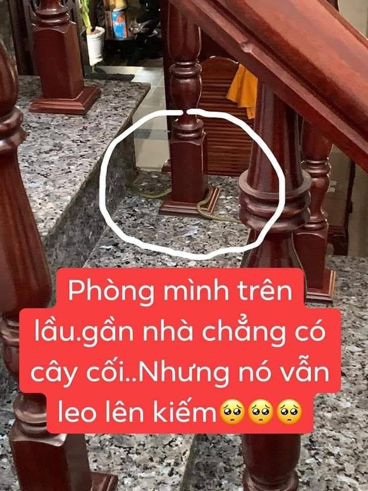 Các Mẹ Bỉm Sữa Đọc Để Cảnh Giác Và Đề Phòng Nhé
Rắn có thích sữa mẹ hay không???😱😰
Chưa có thông tin xác thực hay nghiên cứu chính thức, nhưng ngay sáng ngày 8/1/2020, một bé trai 20 ngày tuổi đã bị tử vong do rắn cạp nia bò vào nhà và cắn bé.
Đây là những thông tin tổng hợp từ các mẹ khác kể lại, các mẹ mới sinh nên đọc để đề phòng và vệ sinh sạch cho bé và đồ dùng của bé nhé❗
Nguồn: tổng hợp
