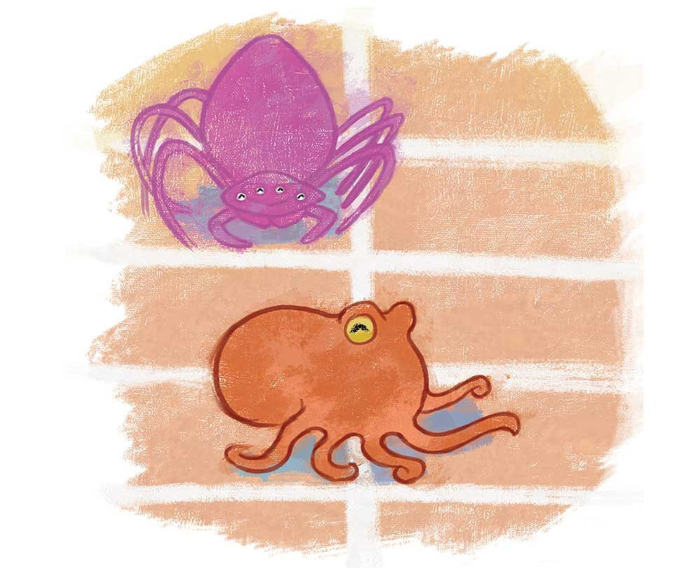 Truyện Ehon - Truyện tranh thai giáo: Bạch tuộc Ollie và nhện Sukey