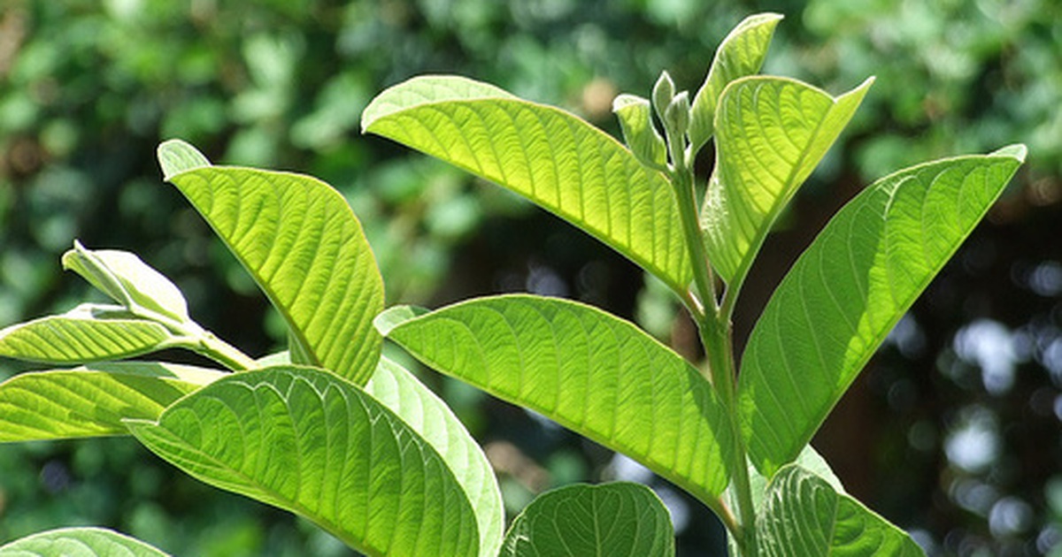 Bà bầu bị tiêu chảy: mẹo chữa tiêu chảy an toàn, hiệu quả cho mẹ bầu