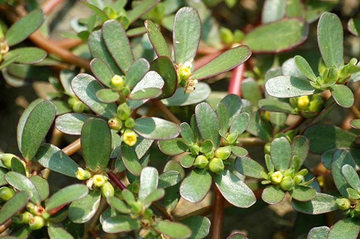 Có mom nào lỡ ăn rau này k ạ. M có ăn 1 ít vì nấu canh mà k biết. Lo quá các mom ơi