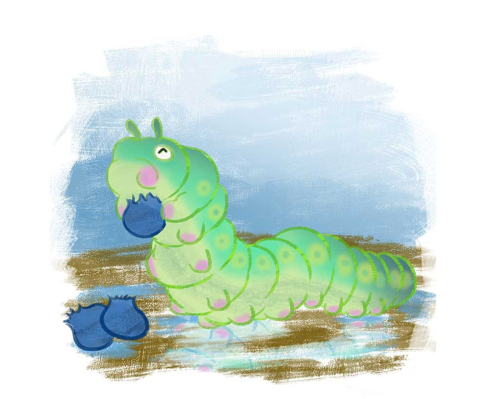 Truyện Ehon - Truyện tranh thai giáo: Bạch tuộc Ollie và nhện Sukey