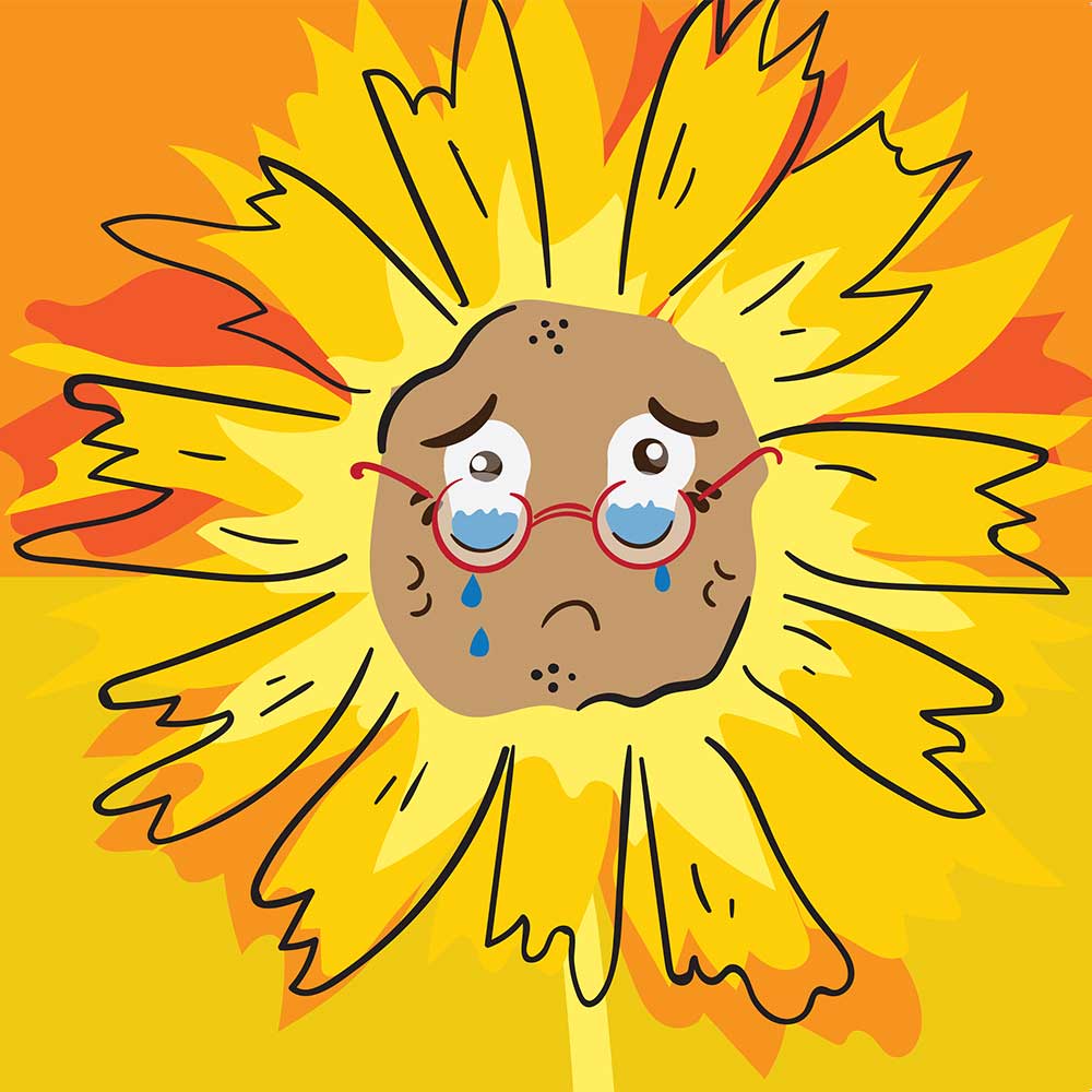 Truyện Ehon - Truyện tranh thai giáo: Chiếc bánh bí ngô