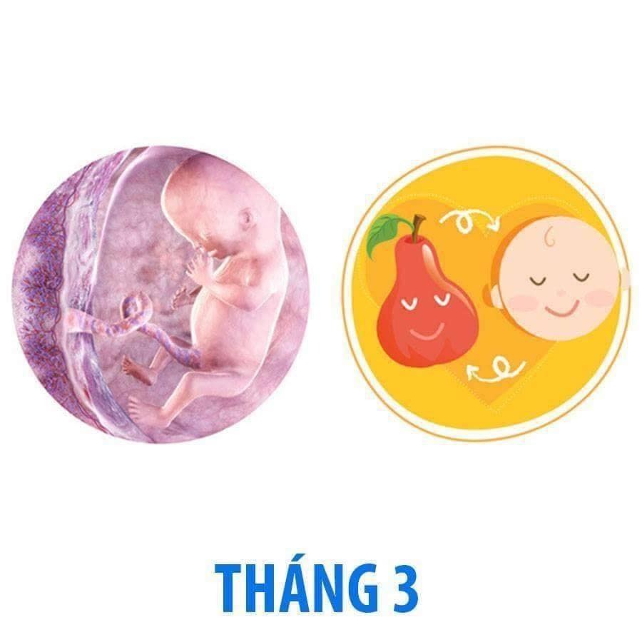 Bé phát triển thế nào trong bụng mẹ qua từng tháng?