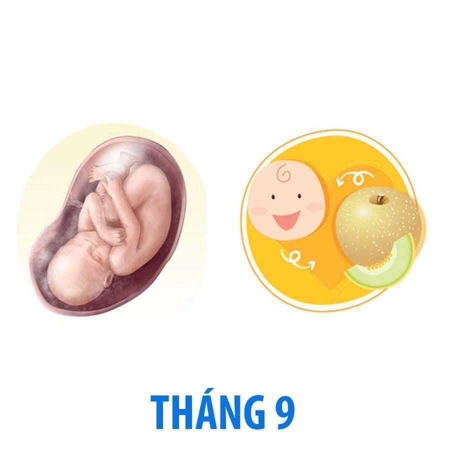 Bé phát triển thế nào trong bụng mẹ qua từng tháng?