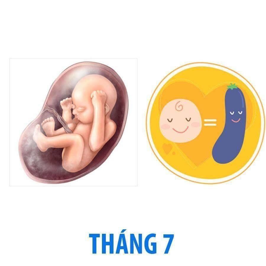 Bé phát triển thế nào trong bụng mẹ qua từng tháng?