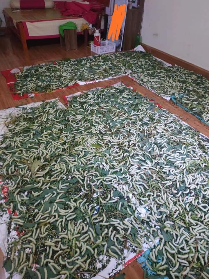E bầu tháng thứ 8 nhà ck bảo phòng rộng nên cho cái đống này vào phòng em. Nhà bác nào từng nuôi thì biết ạ. Mùi 💩 nó nồng như thế nào. E bảo mùi không ngủ được bố ck bảo: " Mai sau con ỉa đái ra không mùi à "...Về làm dâu trả được ăn bữa nào tử tế nâú gì cũng chê, mua rau về nấu thì bảo nhà đầy rau mua làm gì (nguyên rau ngót)...

Thèm gì cũng chả được ăn. Ck thì thờ ơ ko quan tâm vk. Bố ck mặt lúc nào cũng hằm hằm ngồi ăn cơm ko bữa nào ko chê hết cái nọ đến cái kia. Mua thịt lợn thì không cho mua bảo nhà mình nuôi lợn sợ dịch nọ kia, cá thì chê không ra gì...Bữa nào cũng lạc đậu trứng... Thực sự em chán lắm rồi các chị ạ, các chị bảo em nên làm sao đây 😞