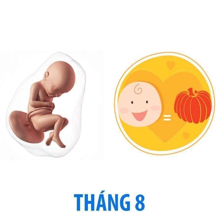 Bé phát triển thế nào trong bụng mẹ qua từng tháng?