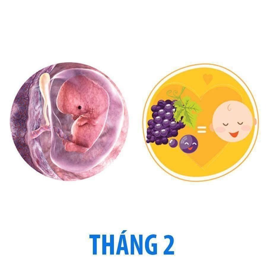 Bé phát triển thế nào trong bụng mẹ qua từng tháng?