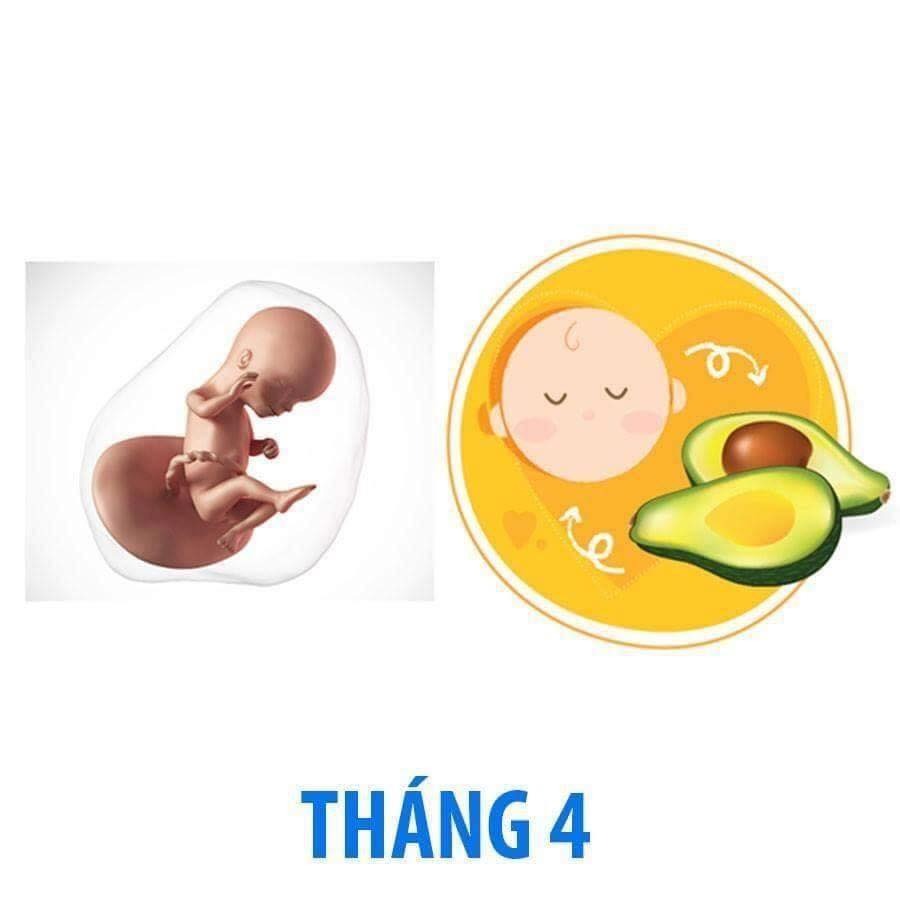 Bé phát triển thế nào trong bụng mẹ qua từng tháng?