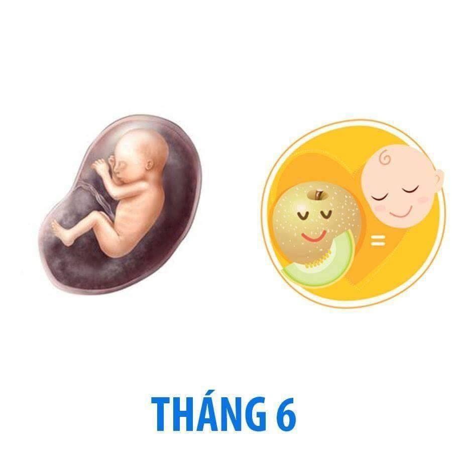 Bé phát triển thế nào trong bụng mẹ qua từng tháng?