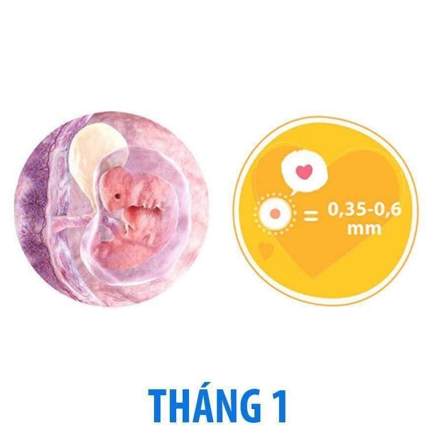 Bé phát triển thế nào trong bụng mẹ qua từng tháng?