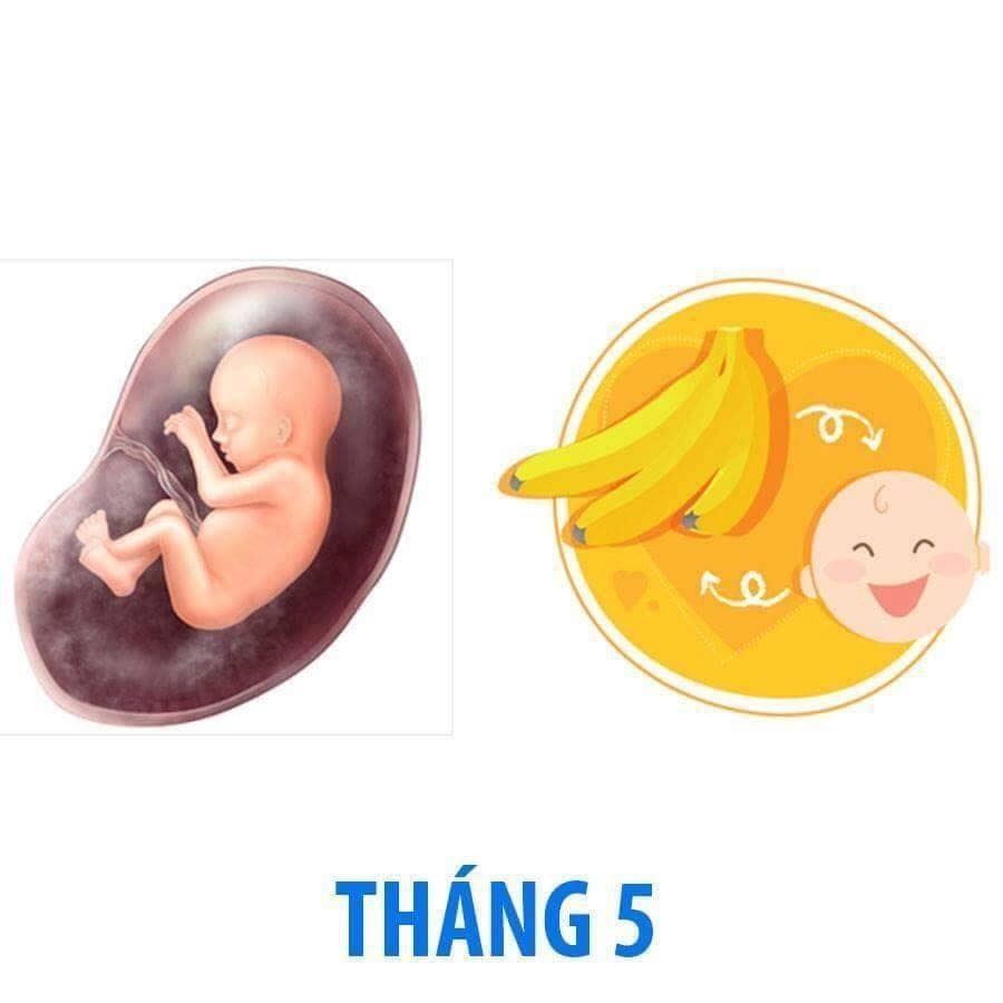 Bé phát triển thế nào trong bụng mẹ qua từng tháng?