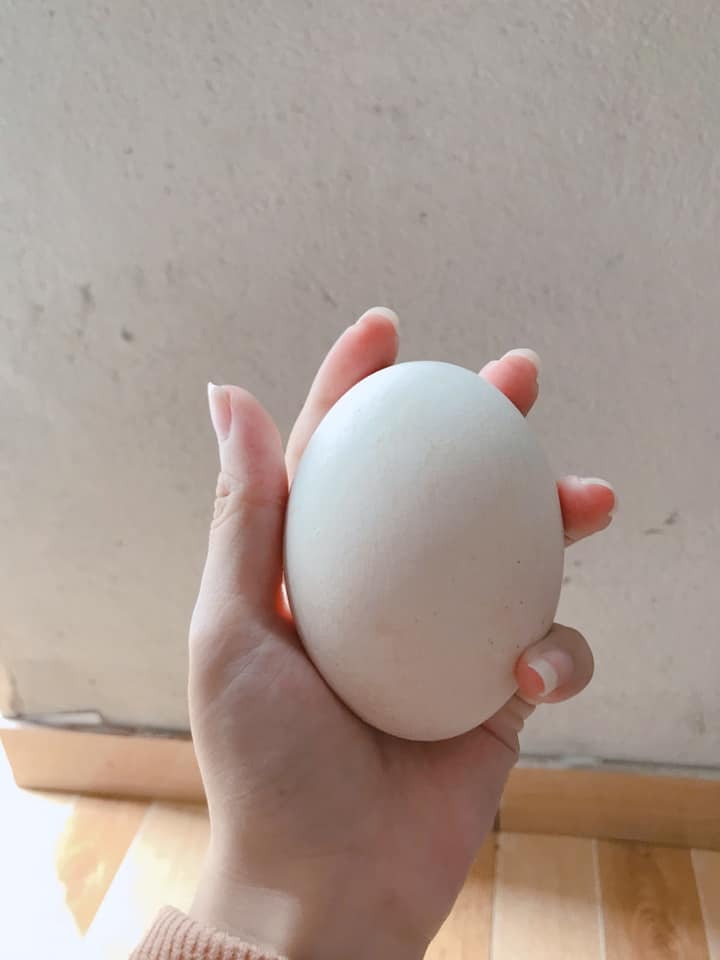 Không biết em có bị zụ không mấy thím 😑
Chạy hết chợ mua được mỗi cái trứng ngỗng mà bán em tới tận 50k 😃
Chỗ các thím mua bao nhiêu thế 😁 nó là trứng ngỗng chứ có phải trứng tiên đâu sao đắt thế nhợ