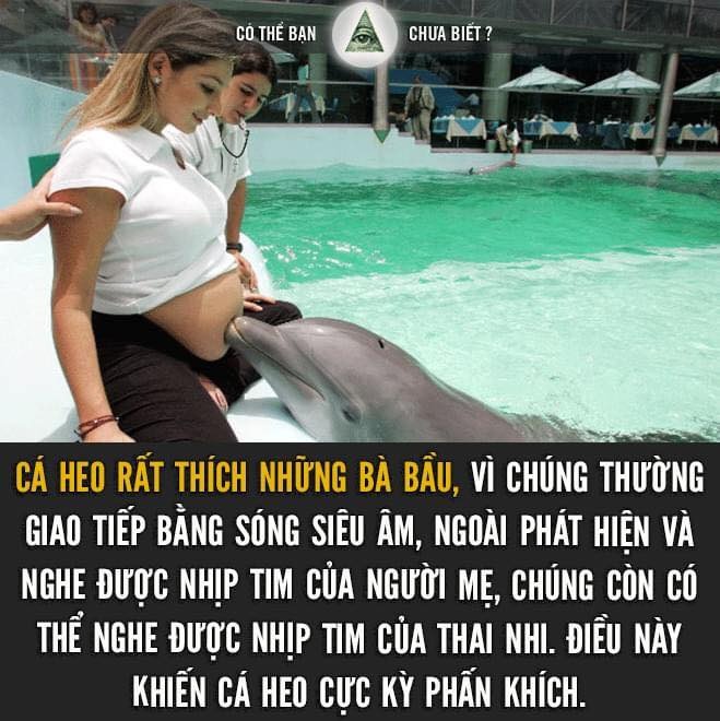 Lúc trong bụng mẹ t còn nói chuyện mí cá heo mà🙄 thích cực🤣
