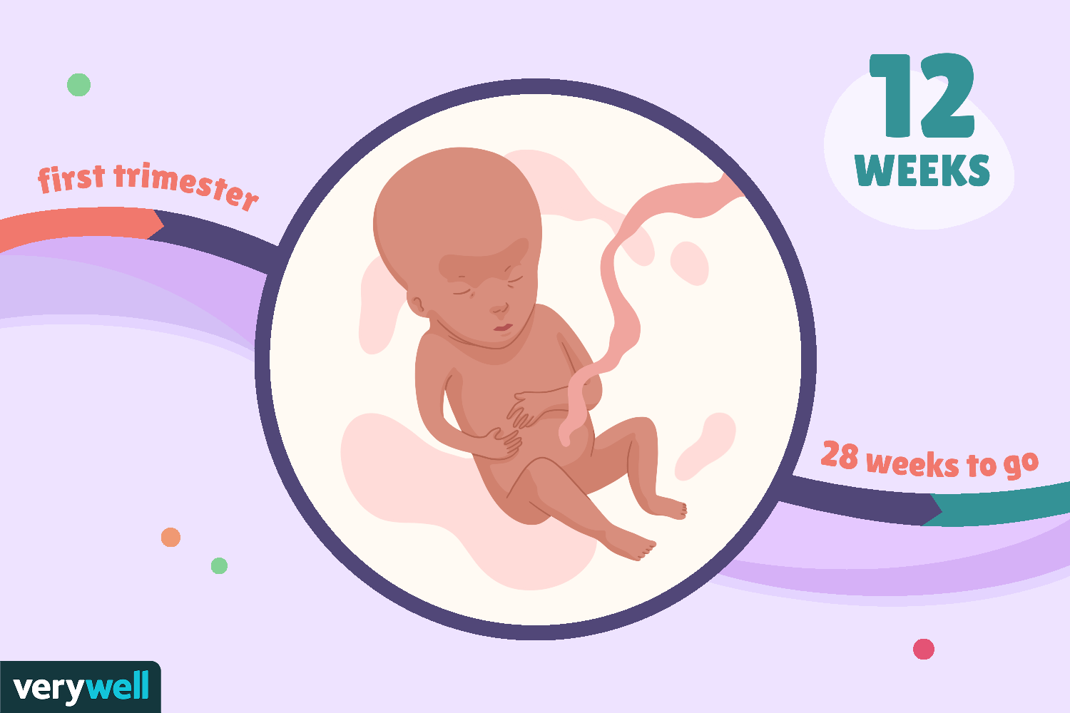 Thai 12 tuần phát triển như thế nào? Biết trai hay gái chưa?