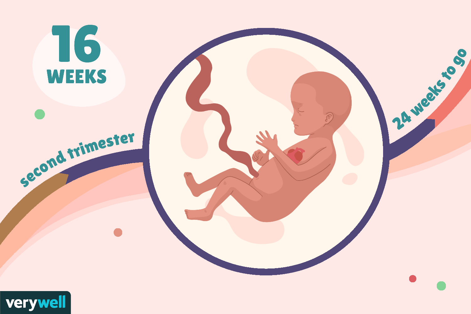 Thai 16 tuần phát triển như thế nào?