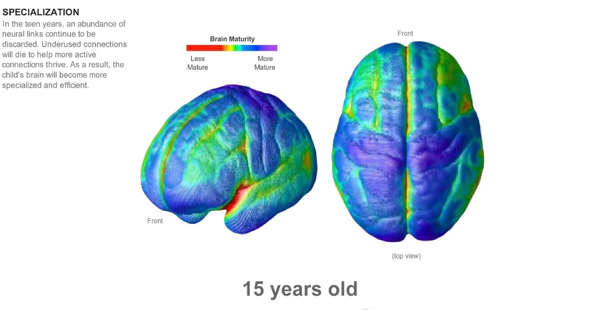 NÃO TRẺ PHÁT TRIỂN THẾ NÀO THEO THỜI GIAN?

Các khu vực khác nhau của não trưởng thành ở các mức độ khác nhau theo thời gian. Điều này giúp giải thích các thay đổi về trí tuệ và cảm xúc thường thấy ở trẻ em, thanh thiếu niên và thiếu niên. 

Dù không có đứa trẻ nào phát triển theo cùng 1 cách giống y như nhau, các nhà khoa học vẫn có thể liên kết các cột mốc phát triển nhất định với những thay đổi trong mô não, được chụp MRI nhiều lần trong nhiều năm liên tiếp. 

Các phần màu vàng, đỏ, cam cho thấy mô não chưa phát triển trong khi các phần màu xanh lá cây, xanh dương, và tím cho thấy sự trưởng thành hơn, phát triển hơn của não. Nhiều kết nối thần kinh đã không được sử dụng trong những năm thiếu niên.

Hiểu cơ bản về não bộ sẽ giúp cha mẹ bớt áp lực, kỳ vọng và hạnh phúc, ôn hòa hơn nhiều trong nuôi dạy trẻ. Ví dụ như là đừng nên mong đợi khả năng phân tích từ một đứa trẻ 4 tuổi - con chưa thực sự sẵn sàng để phân tích và dự đoán. 

--
KHI LÊN 4, bộ não trẻ đã gần như phát triển đầy đủ, chịu trách nhiệm cho sự vận động chung và cảm xúc cơ bản. Con có thể đi bộ, cầm bút và tự ăn tốt. Những khu vực chịu trách nhiệm cho cảm giác xúc giác cũng phát triển đầy đủ. Phần não điều khiển tầm nhìn cũng đã trưởng thành. Phần vỏ não trước trán, chịu trách nhiệm phân tích, suy nghĩ logic và ra quyết định còn kém phát triển. Trẻ đã có thể biết đi, giữ cục màu sáp hoặc tự đút cho chính mình ăn. 

KHI LÊN 6, sự phát triển tích cực của ngôn ngữ vẫn được tiếp tục, và trong hình ảnh chụp não thực tế, khu vực này vẫn là màu cam, nghĩa là chưa trưởng thành thực sự. Điều này cũng có thể giải thích vì sao trẻ nhỏ học ngoại ngữ dễ dàng như vậy và vùng não điều khiển ngôn ngữ này còn tiếp tục phát triển nhanh cho tới khi trẻ lên 10. Các phần màu vàng và đỏ lốm đốm của vỏ não trước trán cho thấy khả năng suy nghĩ trừu tượng, suy luận và trưởng thành về cảm xúc hay khả năng suy nghĩ hợp lý chưa được phát triển. Đây là nguyên nhân khiến con gặp tình trạng không thể xử lý nhiều thông tin cùng một lúc hoặc quá tải cảm xúc và giận dữ. 

KHI LÊN 9, con thành thạo các vận động tinh: việc viết trở nên dễ dàng hơn, cầm kéo hay làm đồ thủ công chính xác hơn. Con bắt đầu nắm bắt được các khái niệm khoa học trong hình học và toán học. Tốc độ học tập ở độ tuổi này cũng nhanh hơn. 

KHI LÊN 13, vỏ não trước trán là một trong những khu vực trưởng thành cuối cùng nên cho tới khi nó xảy ra, con vẫn thiếu khả năng đầy đủ để phán đoán những rủi ro hoặc lập kế hoạch dài hạn. Vì vậy khi hỏi trẻ ở độ tuổi này muốn làm gì khi lớn lên thì câu trả lời có thể vẫn thường xuyên thay đổi.  Hệ thống limbic cho phép con trải nghiệm những cảm xúc mạnh mẽ, nhưng khu vực não chịu trách nhiệm chưa thực sự phát triển, do đó chúng ta thường nghe về những sự bồng bột trong cảm xúc tuổi teen. Thùy đỉnh đang phát triển nhanh chóng ở độ tuổi này (màu xanh da trời), có nghĩa là khả năng logic, kỹ năng phân tích đang phát triển và ngày càng mở rộng hơn. 

KHI LÊN 15, hiệu suất não bộ được cải thiện. Các kết nối thần kinh không cần thiết sẽ tự tắt, nhưng các kết nối tích cực được tăng cường: bộ não trở nên "chuyên biệt" hơn. Ở thời điểm này, trẻ có thể chọn 1 lĩnh vực kiến thức con thấy thú vị nhất và nghiên cứu sâu về nó. 

KHI LÊN 17, sự phát triển của các khu vực vỏ não trước trán (màu xanh và tím đậm) mới bắt đầu tăng dẫn tới sự bùng nổ của tương tác xã hội và cảm xúc giữa các thanh niên lớn tuổi hơn. Suy nghĩ trừu tượng, khả năng đánh giá rủi ro, lập kế hoạch và tự kiểm soát bắt đầu xuất hiện và thực tế . 

KHI LÊN 21, đây là lúc bắt đầu có sự trưởng thành về tình cảm. Nhưng các khu vực màu xanh lá cây cho thấy ngay cả sau khi đạt tới độ tuổi trưởng thành chính thức, vẫn có những khu vực não tiếp tục phát triển. Bộ não của độ tuổi này phần lớn là trưởng thành, nhưng những mảng xanh cho thấy rằng ngay cả ở ngưỡng tuổi trưởng thành hợp pháp thì sự trưởng thành về cảm xúc và khả năng đưa ra quyết định sẽ còn tiếp tục phát triển trong những năm sau đó. 

Hình ảnh não bộ do Tiến sĩ Paul Thompson, Đại học California, Los Angeles cung cấp. Nguồn thông tin được cung cấp bởi Tiến sĩ Jay Giedd, Viện Sức khỏe Tâm thần Quốc gia Hoa Kỳ. Sản xuất bởi Tara Parker-Pope, Jon Huang, và Mike Mason/The New York Times
--
Linh Phan