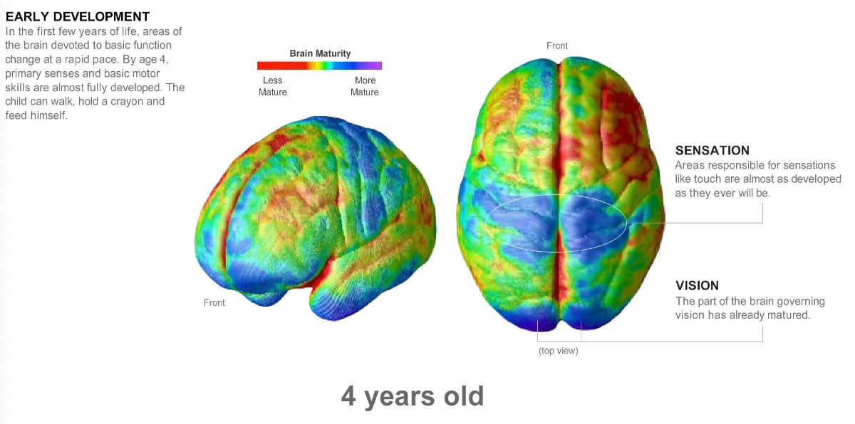 NÃO TRẺ PHÁT TRIỂN THẾ NÀO THEO THỜI GIAN?

Các khu vực khác nhau của não trưởng thành ở các mức độ khác nhau theo thời gian. Điều này giúp giải thích các thay đổi về trí tuệ và cảm xúc thường thấy ở trẻ em, thanh thiếu niên và thiếu niên. 

Dù không có đứa trẻ nào phát triển theo cùng 1 cách giống y như nhau, các nhà khoa học vẫn có thể liên kết các cột mốc phát triển nhất định với những thay đổi trong mô não, được chụp MRI nhiều lần trong nhiều năm liên tiếp. 

Các phần màu vàng, đỏ, cam cho thấy mô não chưa phát triển trong khi các phần màu xanh lá cây, xanh dương, và tím cho thấy sự trưởng thành hơn, phát triển hơn của não. Nhiều kết nối thần kinh đã không được sử dụng trong những năm thiếu niên.

Hiểu cơ bản về não bộ sẽ giúp cha mẹ bớt áp lực, kỳ vọng và hạnh phúc, ôn hòa hơn nhiều trong nuôi dạy trẻ. Ví dụ như là đừng nên mong đợi khả năng phân tích từ một đứa trẻ 4 tuổi - con chưa thực sự sẵn sàng để phân tích và dự đoán. 

--
KHI LÊN 4, bộ não trẻ đã gần như phát triển đầy đủ, chịu trách nhiệm cho sự vận động chung và cảm xúc cơ bản. Con có thể đi bộ, cầm bút và tự ăn tốt. Những khu vực chịu trách nhiệm cho cảm giác xúc giác cũng phát triển đầy đủ. Phần não điều khiển tầm nhìn cũng đã trưởng thành. Phần vỏ não trước trán, chịu trách nhiệm phân tích, suy nghĩ logic và ra quyết định còn kém phát triển. Trẻ đã có thể biết đi, giữ cục màu sáp hoặc tự đút cho chính mình ăn. 

KHI LÊN 6, sự phát triển tích cực của ngôn ngữ vẫn được tiếp tục, và trong hình ảnh chụp não thực tế, khu vực này vẫn là màu cam, nghĩa là chưa trưởng thành thực sự. Điều này cũng có thể giải thích vì sao trẻ nhỏ học ngoại ngữ dễ dàng như vậy và vùng não điều khiển ngôn ngữ này còn tiếp tục phát triển nhanh cho tới khi trẻ lên 10. Các phần màu vàng và đỏ lốm đốm của vỏ não trước trán cho thấy khả năng suy nghĩ trừu tượng, suy luận và trưởng thành về cảm xúc hay khả năng suy nghĩ hợp lý chưa được phát triển. Đây là nguyên nhân khiến con gặp tình trạng không thể xử lý nhiều thông tin cùng một lúc hoặc quá tải cảm xúc và giận dữ. 

KHI LÊN 9, con thành thạo các vận động tinh: việc viết trở nên dễ dàng hơn, cầm kéo hay làm đồ thủ công chính xác hơn. Con bắt đầu nắm bắt được các khái niệm khoa học trong hình học và toán học. Tốc độ học tập ở độ tuổi này cũng nhanh hơn. 

KHI LÊN 13, vỏ não trước trán là một trong những khu vực trưởng thành cuối cùng nên cho tới khi nó xảy ra, con vẫn thiếu khả năng đầy đủ để phán đoán những rủi ro hoặc lập kế hoạch dài hạn. Vì vậy khi hỏi trẻ ở độ tuổi này muốn làm gì khi lớn lên thì câu trả lời có thể vẫn thường xuyên thay đổi.  Hệ thống limbic cho phép con trải nghiệm những cảm xúc mạnh mẽ, nhưng khu vực não chịu trách nhiệm chưa thực sự phát triển, do đó chúng ta thường nghe về những sự bồng bột trong cảm xúc tuổi teen. Thùy đỉnh đang phát triển nhanh chóng ở độ tuổi này (màu xanh da trời), có nghĩa là khả năng logic, kỹ năng phân tích đang phát triển và ngày càng mở rộng hơn. 

KHI LÊN 15, hiệu suất não bộ được cải thiện. Các kết nối thần kinh không cần thiết sẽ tự tắt, nhưng các kết nối tích cực được tăng cường: bộ não trở nên "chuyên biệt" hơn. Ở thời điểm này, trẻ có thể chọn 1 lĩnh vực kiến thức con thấy thú vị nhất và nghiên cứu sâu về nó. 

KHI LÊN 17, sự phát triển của các khu vực vỏ não trước trán (màu xanh và tím đậm) mới bắt đầu tăng dẫn tới sự bùng nổ của tương tác xã hội và cảm xúc giữa các thanh niên lớn tuổi hơn. Suy nghĩ trừu tượng, khả năng đánh giá rủi ro, lập kế hoạch và tự kiểm soát bắt đầu xuất hiện và thực tế . 

KHI LÊN 21, đây là lúc bắt đầu có sự trưởng thành về tình cảm. Nhưng các khu vực màu xanh lá cây cho thấy ngay cả sau khi đạt tới độ tuổi trưởng thành chính thức, vẫn có những khu vực não tiếp tục phát triển. Bộ não của độ tuổi này phần lớn là trưởng thành, nhưng những mảng xanh cho thấy rằng ngay cả ở ngưỡng tuổi trưởng thành hợp pháp thì sự trưởng thành về cảm xúc và khả năng đưa ra quyết định sẽ còn tiếp tục phát triển trong những năm sau đó. 

Hình ảnh não bộ do Tiến sĩ Paul Thompson, Đại học California, Los Angeles cung cấp. Nguồn thông tin được cung cấp bởi Tiến sĩ Jay Giedd, Viện Sức khỏe Tâm thần Quốc gia Hoa Kỳ. Sản xuất bởi Tara Parker-Pope, Jon Huang, và Mike Mason/The New York Times
--
Linh Phan