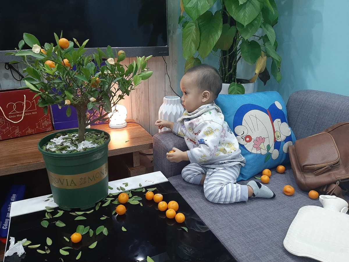 Nhà các mẹ sắm quất Tết hết chưa ạ 🥲🥲