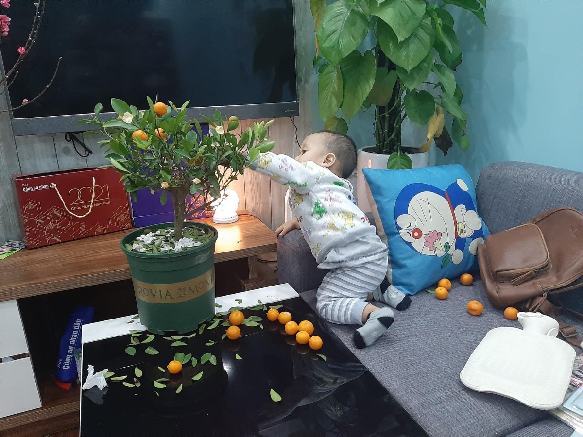 Nhà các mẹ sắm quất Tết hết chưa ạ 🥲🥲