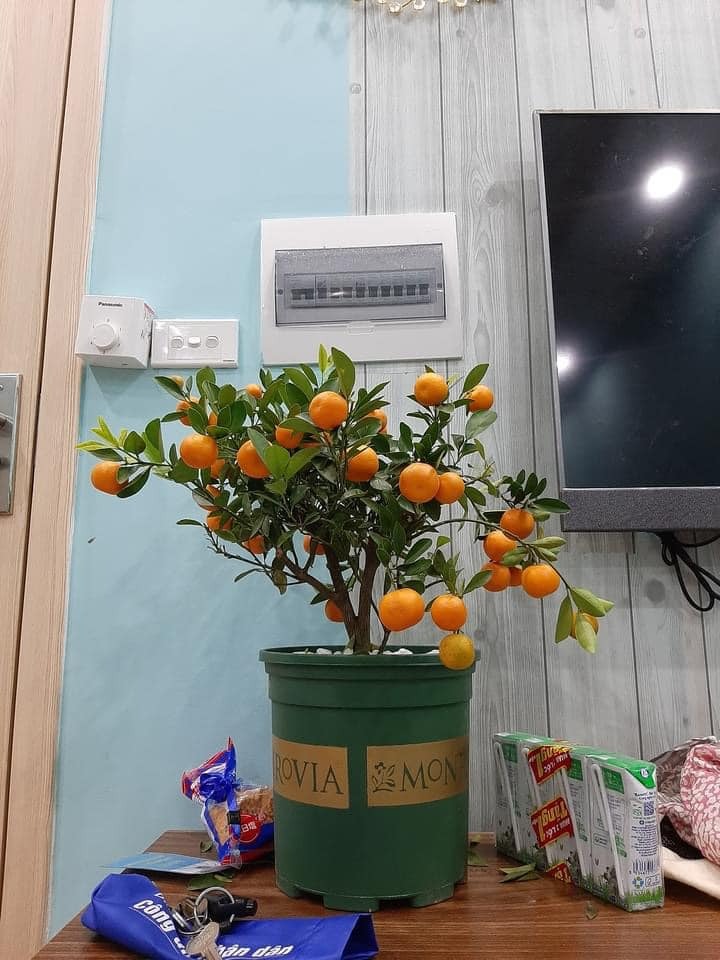 Nhà các mẹ sắm quất Tết hết chưa ạ 🥲🥲