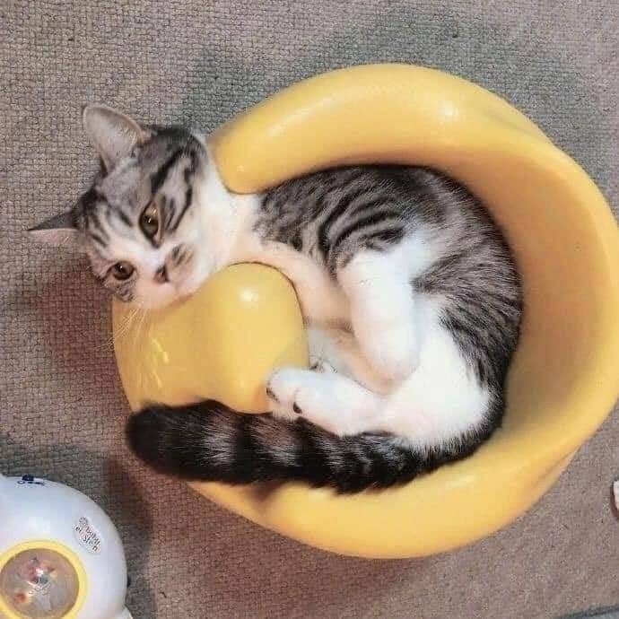 Trả cậu ghế để cậu tập 🤣🥲🤣