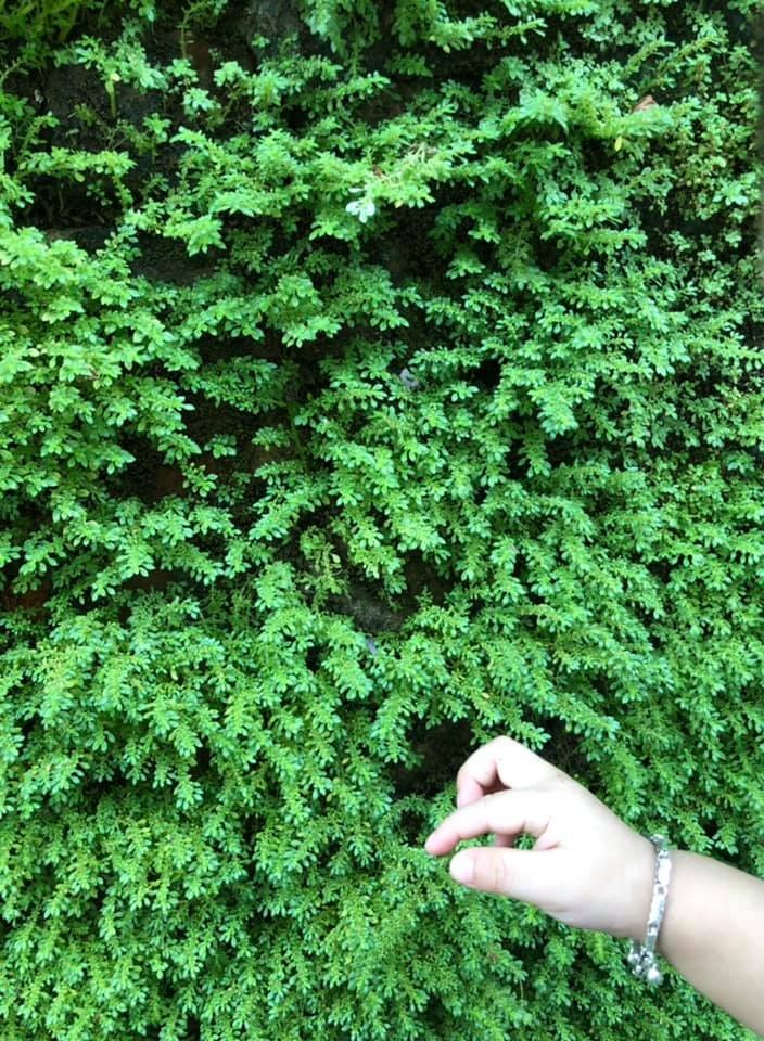 ### TẠI SAO CHÚNG TA DỄ QUÁT MẮNG CON TRẺ

Một người mẹ tâm sự: hồi nãy con em đang vui cái gì cứ nhảy tưng trên ghế nệm, em bực quá quát nó: "im ngay không!", có vẻ con hết hồn, mà nằm lăn ra khóc tức tưởi gần 1 tiếng. Giờ nhìn con ngủ, nhưng em thấy hối hận lắm, do một phần mệt vì vừa đi làm về, một phần không kìm được tức giận!

Quát mắng là 1 hành vi được xem là "lười suy nghĩ" của não bộ chúng ta. Nó thể hiện sự thiếu đánh giá, thiếu suy nghĩ, thậm chí là thiếu ngôn từ. Khi gặp một tình huống gây mệt mỏi, khó chịu, não bộ chọn cách lười biếng này! Dạng như, bất lực không biết nói gì, cứ nói đại 1 thứ với giọng cao hơn bình thường.

Bạn biết không? vì đây là hành vi tạm bợ của não bộ, nó không khác gì cái hất tay xua đi với trẻ, dĩ nhiên chả đem lại thông tin gì cho trẻ vì nó không phải là giao tiếp. Thật thú vị, một nghiên cứu từ ĐH Pittsburgh, Mỹ dẫn đầu bởi TS. Schlozman đã tìm thấy quát mắng hổ báo gây hại không khác gì đánh trẻ. Một số tác hại có thể liệt kê như:

Kích hoạt hành vi bạo lực ở trẻ

Ngôn ngữ kém phát triển -điều này thấy rất rõ trong cách trẻ giao tiếp với cha mẹ và bạn bè. Trẻ chỉ thường la, khóc, hay cắn đánh để thể hiện điều trẻ muốn hay không muốn.

Trẻ trở nên ít tôn trọng người thường la mắng hổ báo. Nhiều người nghĩ rằng la mắng đánh phạt làm trẻ sợ nghe lời, nhưng cách đó chỉ áp dụng với động vật bậc thấp, với loài người bậc cao là 1 chuyện khác. GS. Pagel, ĐH Reading, Anh Quốc từng chia sẻ ngôn ngữ là dạng tiến hóa chỉ có ở con người và bắt đầu cách đây từ 200,000 năm song song với phát triển tâm trí, điều đã tách biệt con người với động vật, để con người phát triển xã hội hiện đại. La mắng hổ báo là đang đi ngược tiến hóa!

Như vậy, quát mắng con không chỉ không mang ý nghĩa thông tin, mà còn gây hại như đánh trẻ.

CÓ THỂ HIỂU LÀM CHA MẸ ĐẦY ÁP LỰC!

Mỗi ngày, thật sự chúng ta đang chịu quá nhiều áp lực từ cuộc sống, công việc và cả trong việc nuôi dạy con, nhưng không nên "giận cá chém thớt" lên đứa trẻ vô tội. Dù không nói ra, nhưng tôi tin rằng mỗi người trong chúng ta đều cảm thấy hối hận sau khi la mắng con vô cớ. Đây là tâm lý chung của tất cả mọi người làm cha mẹ.

Vậy, nếu đã lỡ mắng con do không kiểm soát được cảm xúc, chúng ta nên làm gì

CHÚNG TA NÊN LÀM GÌ, NÓI GÌ KHI LỠ MẮNG CON VÔ CỚ!

Nếu chỉ dừng lại hối hận như trên là chưa đủ, bạn cần phải hành động. Đây là những điều cha mẹ có thể tham khảo.

1. Nhận lỗi với trẻ! dù trẻ ở bất kì độ tuổi nào

Nhiều bạn sẽ cho rằng trẻ nhỏ quá, nhận lỗi không có giá trị gì. Nó không nằm ở liệu trẻ có chấp nhận lời nhận lỗi của bạn không, mà là liệu bạn có dũng cảm nhận lỗi không vì đó cũng là cách bạn dạy trẻ thấy: tất cả mọi người ai cũng có lúc mắc lỗi, và dũng cảm nhận lỗi là điều cần làm. Bạn chỉ cần ngồi hay bế trẻ để tầm mắt cả hai ngang bằng nhau, và nói "mẹ xin lỗi vì đã quát con! mẹ yêu con nhiều".

2. Nhận lỗi với trẻ! Dù trẻ đang có lỗi/làm sai.

Bạn đã sai khi la mắng hổ báo dù trẻ có lỗi. Đơn giản vì bạn có ngôn ngữ và sử dụng nó thành thạo hơn trẻ ít nhất 2 thập kỉ và có trách nhiệm sử dụng nó đúng để giáo dục trẻ, chứ không la mắng phi ngôn ngữ như vậy. Dù trong trường hợp trẻ sai, bạn vẫn nhận lỗi như trên vì bạn nhận lỗi về cách ứng xử sai của bạn, nhưng không "chiều" theo cách trẻ đang làm sai, bạn vẫn giữ đúng nguyên tắc "đúng" và "sai" trong xử lý hành vi sai của trẻ.

Nếu trẻ làm sai, hãy giải thích tại sao mẹ không đồng ý, mô tả cái gì trẻ đã làm sai và hướng dẫn cách trẻ làm tốt hơn.

3. Hãy sửa lỗi! Đừng chỉ nhận lỗi.

Cố gắng đừng để sự nhận lỗi về cách ứng xử sai của bạn lập lại. Điều này không hay tí nào! Nó làm mất đi ý nghĩa nổ lực của bạn để trẻ hiểu: sai cần dũng cảm nhận lỗi và khắc phục.

4. Đừng chỉ hối hận! Mà tập hồi tưởng

Bạn hãy tập suy nghĩ kĩ về hành vi của trẻ trước khi la mắng. Điều này sẽ có ích rất nhiều trong kiểm soát hành vi ứng xử của bạn. Một chi tiết nhỏ trong câu chuyện người mẹ ở đầu bài "con em đang vui cái gì...". Cái đó là cái gì? Liệu sự la mắng có tắt đi niềm vui, sự sáng tạo của trẻ không? Giá như mình hỏi trẻ, có thể đã có nhiều điều tích cực hơn xảy ra thay vì là dùng la mắng kiểu hổ báo.