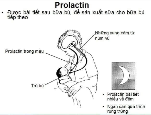 CỮ SỮA TRẺ SƠ SINH

🌱Cữ sữa dùng để chỉ thời gian lặp lại 1 chu kỳ hút sữa. Dựa vào tập quán bú sữa của trẻ nhỏ và cơ chế sản xuất sữa theo nhu cầu tại chỗ của tuyến sữa mà mẹ sữa sẽ sử dụng công cụ hỗ trợ là máy hút sữa để mô phỏng lại tập quán bú sữa ấy, thông qua đó gửi tín hiệu đến cơ thể rằng lượng sữa con cần đang tăng lên và cơ thể cần tiết ra lượng sữa tăng ên tương ứng.

Từ khái niệm dễ hiểu trên ta suy ra được rằng muốn cơ thể tiết ra nhiều sữa hơn thì mẹ sữa cần kích hút với cữ sữa mau hơn và ngược lại muốn tuyến sữa tiết ra ít sữa hơn thì sẽ kích với cữ sữa thưa hơn.

CỮ HÚT SỮA L3 LÀ GÌ?

Từ bây giờ tôi sẽ đặt ra các cụm từ viết tắt để các mẹ hiểu:
L3 – Lớp 3: 3h hút một lần
L4 – Lớp 4: 4h hút một lần

Tương tự với L5 – L6 – L7 - L8

Tại sao khởi đầu kích sữa nên kích theo cữ hút sữa L3 - tức là 3h hút sữa 1 lần?

🌱Khi bé bú mẹ, kích thích từ hành động mút của bé giúp mẹ giải phóng nhiều hormone prolactin giúp cơ thể mẹ sản xuất nhiều sữa hơn. Cơ chế này giúp người mẹ luôn đủ sữa cho con vào cữ bú tiếp theo. Vì thế, nếu càng cho con bú đúng cách thường xuyên thì người mẹ sẽ càng có nhiều prolactin trong máu và càng sản xuất nhiều sữa hơn.

Theo các bác sĩ, phụ nữ nên cho con bú hoặc hút sữa trong vòng 1 giờ sau khi sinh, cho bé bú cách mỗi 2,5 – 3 giờ một lần.

🌱Trong thời gian những tuần đầu khi sinh, bé cần được ăn 6 - 12 bữa để đảm bảo duy trì sữa mẹ. Và cũng trong giai đoạn bé từ 0 - 2 tháng tuổi, bé thích hợp nhất với chu kỳ Easy 3 giờ - tức là cứ 3 giờ thì bé lại lặp lại một chu kỳ ăn-chơi-ngủ. Khi hút sữa theo cữ L3, mẹ sữa đã trực tiếp mô phỏng lại tập quán bú sữa của trẻ, làm cơ thể nhận tín hiệu và sản xuất sữa nhiều hơn để đáp ứng nhu cầu bú sữa của con.

Khi con cán mốc 2 - 3 tháng tuổi, trải qua 2 tháng kích sữa theo cữ L3, lúc này sản lượng sữa của mẹ có thể đạt tới 1200ml/ngày. Bé theo Easy lại có tín hiệu cắt bớt 1 giấc ban ngày và giãn bữa ăn thành 4h sẽ lặp lại 1 chu kỳ ăn-chơi-ngủ. Đó là thời cơ tốt nhất để mẹ giãn cữ hút sang L4 - tức là 4h hút sữa 1 lần.

Các bà mẹ cần có chế độ nghỉ ngơi, thư giãn và ăn uống đủ chất dinh dưỡng; luôn giữ tinh thần lạc quan, tin tưởng vào việc nuôi con bằng sữa mẹ thì sẽ mang lại lượng sữa dồi dào cho bé.

🌱Sữa mẹ có chứa một loại protein đặc biệt, được gọi là feedback inhibitor of lactation (FIL). Protein này quyết định mỗi bên ngực mẹ sẽ sản xuất bao nhiêu sữa. Nếu người mẹ cho con bú cạn mỗi bên ngực thường xuyên thì hàm lượng FIL trong vú sẽ thấp. Mức thấp của FIL kích thích cơ thể sản xuất sữa nhiều hơn. Do đó, chị em nên cho bé bú cạn mỗi bên ngực rồi mới đổi bên hoặc kích sữa bằng máy hút sữa hãy kịch kiệt để gia tăng lượng sữa được sản xuất thêm.

🌱FIL quyết định lượng sữa mỗi bên ngực mẹ là riêng biệt. Điều đó có nghĩa là một bên vú mẹ có thể ít sữa nhưng bên vú còn lại thì đủ. Vì vậy, ngay cả khi người mẹ bị tắc sữa ở một bên vú thì vẫn có thể nuôi con bằng sữa mẹ ở vú bên kia và những người mẹ sinh đôi vẫn có thể nuôi con hoàn toàn bằng sữa mẹ.

=> Ý kiến của chuyên gia: Để kích sữa các bạn nên hút sữa 2-3h/ lần để đảm bảo tối ưu lượng hormon Prolactin và Oxytocin là cực đại do hình thành phản xạ có điều kiện. Trong quá trình kích sữa các bạn nên cho con ti mẹ song song với việc kích sữa bằng máy hút sữa để duy trì nồng độ oxytocin trong máu là cao nhất đồng thời rút cạn sữa để nồng độ FIL là thấp nhất tạo tiền đề cho cơ thể có nhu cầu sản xuất thêm sữa dồi dào lên. Nên kích sữa đêm vì Prolactin sản xuất vào ban đêm là cao nhất.