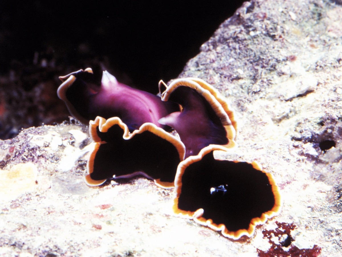 VÌ SAO CON NGƯỜI, ĐẶC BIỆT LÀ ĐÀN ÔNG, LẠI CÓ NHIỀU HAM MUỐN TÌNH DỤC ĐẾN THẾ?

Con người là sinh vật ít sinh sản nhất trên hành tinh này.

Nghiêm túc mà nói, tỷ lệ thụ thai trong thời kỳ rụng trứng là khoảng 1/3 và có tới 3/4 các bào thai ở giai đoạn đầu bị loại bỏ một cách tự nhiên, vì chúng không đủ tối ưu. Chúng ta có một thai kỳ dài và trong phần lớn trường hợp chỉ cho ra đời một em bé. Việc mang thai và sinh nhiều hơn bốn đứa con trong cuộc đời là vô cùng khó khăn đối với phụ nữ và còn có thể khiến giảm tuổi thọ. Một người mẹ hoàn toàn có thể mang thai nhiều lần và sinh rất nhiều em bé (kỷ lục thế giới là 69 đứa con), nhưng về thể chất nói chung, sinh nhiều hơn bốn đứa con có thể gây ra nhiều vấn đề về sức khỏe khi về già.

Bây giờ hãy thử so sánh với loài chó, chó có tỷ lệ thụ thai gần bằng 1 nếu giao hợp trong thời kì rụng trứng và thường sinh ra một lứa từ 2 đến 8 chó con (tùy thuộc vào giống). Thời gian mang thai cho phép chúng có thể sinh hai lứa một năm, một con chó cái có thể mang thai mười lần trong đời mà không gây quá nhiều ảnh hưởng xấu đến sức khỏe (tùy thuộc vào giống).

Như bạn có thể thấy, kỷ lục sinh sản của con người chẳng là gì so với loài chó. Thậm chí một người phụ nữ bình thường chỉ mong có thể sinh được bằng số lượng với một lứa sinh của loài chó. Dĩ nhiên, kĩ năng sinh tồn của chúng ta hoàn toàn khác so với chó hoặc sói, và đó chính là lý do cho việc con người thường không dễ dàng thụ thai.

Tuy nhiên, sự tiến hóa đòi hỏi con người phải thụ thai và sinh con. Vậy phải làm thế nào đây? Vâng, tiến hóa khiến cho chúng ta ham muốn tình dục. Con người cũng sử dụng tình dục như một hình thức gắn kết giữa các cá thể và thường giao hợp ngay cả khi không rụng trứng. Đây không phải là điều thường thấy trong thế giới động vật, nhưng cũng không phải là chưa từng được biết đến.
Ước tính có đến 90% hành vi giao phối của những con hươu cao cổ là giữa các cá thể đực. Các nhà khoa học tin rằng hươu cao cổ sử dụng tình dục để gắn kết giống loài.

Đây là yếu tố thứ hai thúc đẩy ham muốn tình dục của con người, chúng ta sử dụng nó như một hình thức kết nối giữa hai cá thể.

Phần tiếp theo của câu hỏi là tại sao nam giới nói chung có ham muốn nhiều hơn. Điều này rất phổ biến giữa các động vật có vú và thậm chí cả thế giới động vật nói chung. Đó chính là lợi thế khiến cho những con đực giao phối với càng nhiều con cái càng tốt, bởi vì chúng ít bị gánh nặng sinh sản hơn so với con cái. Ngược lại, con cái phải cẩn thận chọn đối tác vì chúng phải mang thai và sinh con.

Loài giun dẹp chính là ví dụ điển hình nhất. Giun dẹp là một loài lưỡng tính và cuộc “mây mưa” của chúng là một màn “đấu kiếm” theo đúng nghĩa đen. Hai con giun sẽ dùng “kiếm” đánh và đâm vào nhau. Kẻ chiến thắng sẽ được làm ba và được giải thoát. Kẻ thua cuộc sẽ trở thành mẹ và phải mang thai và sinh con.

Ui trời! Phim pỏn của tụi này chắc khó đỡ lắm.
___________

Bài dịch của bạn Huynh Gia Bao được đăng ở group Quora Việt Nam (QRVN)