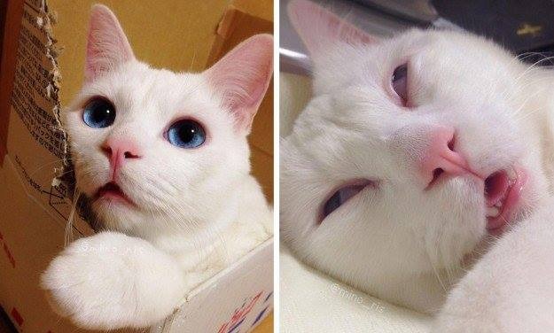 DÀNH CHO CHA MẸ (1)

Ngạn ngữ Nhật Bản có câu: "Nếu quyết định chỉ đi theo hành trình của bản thân, bạn sẽ cô độc trên hàng ngàn cây số". Thật vậy, trong hành trình làm cha mẹ, ngoài gia đình và trường lớp chúng ta phải can đảm nhờ tới người thứ ba dạy dỗ con mình. Đó có thể là người hàng xóm, đồng nghiệp, các phụ huynh khác, chuyên gia, các diễn đàn,...
Tôi xin làm "người thứ ba" xen vào chuyện riêng của nhà bạn nhé.
(Hình minh họa tìm trên internet: hình selfie và hình chụp trộm bị post lên F.B😁)

“CON HƯ TẠI… PHÂY”.

Cứ đều đặn từ lúc cu Bin mở mắt chào đời cho đến nay học Mẫu giáo năm cuối, hình ảnh cu Bin luôn được bố cập nhật trên “phây” cho họ hàng bạn bè ngắm và comment tưng bừng. Bởi thế, rảnh là bố lăm lăm iPhone, iPad để chụp ảnh con: nào con ngủ, con tắm, con chơi, nào con khóc nhè, con đi “ị”, con sờ chim,… Cu Bin ngày càng trở nên dạn dĩ, biết tạo dáng để có những bức hình đẹp, độc, lạ.
Nhưng cu Bin cũng không có sự kín đáo cân thiết. Bé vô tư cởi truồng cho mát, tắm xong không thay đồ ngay mà lượn trong nhà vài vòng, thậm chí còn “nựng” của bố làm cả nhà ngượng chin mặt. Đây có phải “con hư tại bố” hay là hiện tượng tâm sinh lý bình thường của bé trai?
(Một người mẹ ở quận Gò Vấp)

Gửi người mẹ đang bối rối,
Trẻ mẫu giáo bước vào thời kỳ “nụ hoa tính dục”. Gọi là “nụ hoa”, bởi vì không có bông hoa nào không nở từ một cái nụ, không có trái cây nào không thụ từ một bông hoa. Muốn bước vào thời hoa niên, con người phải hé nở từ cái nụ này trước đã.
Nhiều bậc cha mẹ đã giật mình khi thấy con khá là hứng thú với cái “chồi nụ” của mình và tỏ vẻ khoái cảm khi giỡn chơi “nó”. Đó là lúc bé trai mẫu giáo phát hiện mình có “con chim non” mà các bé gái không có, cu cậu có thể lấy làm hãnh diện và nảy sinh ý muốn khoe khoang, đôi khi có những đông tác “khó coi”. Lúc này trẻ cũng ý thức được sự khác biệt giới tính giữa nam và nữ nên “bỗng dưng muốn… biết” bộ phận của người khác (cha mẹ, bạn học, cô bảo mẫu,…). Nếu cha mẹ cho rằng trẻ còn bé chưa biết gì nên không chú ý giữ gìn trước mặt con (vợ chồng sinh hoạt chung phòng với con, ăn mặc ở nhà thiếu kín đáo, vô tư tắm chung với con hoặc tranh thủ tắm cho các con cùng một lúc để tiết kiệm thì giờ), sẽ khiến cháu tò mò, nảy sinh ý muốn khám phá, nhìn trộm, thậm chí “sờ vào hiện vật” (!). Nếu không được rèn kỹ, khi đến tuổi trưởng thành có thể bộc lộ tình trạng lệch lạc tình dục, chẳng hạn thích “lộ hàng”, ăn mặc giả gái, tật thị dâm,… Bởi vậy, ngoài việc cung cấp môi trường sống an toàn, các bậc cha mẹ còn phải chỉ dẫn trẻ thực hiện các qui tắc chuẩn mực thích hợp để kiểm soát trẻ và cũng để giúp trẻ cách tự kiểm soát bản thân.

Nghiên cứu của hãng bảo mật AVG cho thấy, gần 73% trẻ em dưới 2 tuổi có thông tin kỹ thuật số trên mạng Internet như album trực tuyến hay địa chỉ email, 37% trẻ sơ sinh đã có đời sống trực tuyến kể từ khi mới sinh ra. Ngoài ra, gần 23% trẻ em đã có ảnh scan kết quả siêu âm thai nhi trước khi sinh.

Theo ông JR Smith, CEO của AVG, trong khi một người 30 tuổi có thông tin trực tuyến nhiều nhất là trong vòng 10 đến 15 năm, đa số trẻ em ngày nay đã hiện diện trên “tường” facebook khi chúng được 2 tuổi. Tất cả đều do cha mẹ tải lên mạng. 7 trong số 10 cha mẹ được khảo sát cho biết, ước muốn chia sẻ hình ảnh với gia đình và bạn bè là động cơ thúc đẩy họ đăng tải thông tin và hình ảnh con em mình lên Internet, 18% làm như thế chỉ vì bắt chước bạn bè, số còn lại muốn hỏi han kinh nghiệm nuôi dạy hoặc chữa bệnh cho con.

Bạn có thể hoàn toàn thông cảm khi bố cu Bin tự hào muốn chia sẻ hình ảnh “hoàng tử bé” với bạn bè và gia đình, nhưng hai bạn nên cân nhắc 2 điểm rất quan trọng trước khi cho đăng tải nội dung lên mạng:
🌹 Thứ nhất, vợ chồng bạn đang tạo ra một câu chuyện kỹ thuật số cho một con người, mà câu chuyện này sẽ theo đuổi cho đến hết cuộc đời người ấy. Hai bạn thật sự muốn đăng tải thông tin loại nào cho cu Bin? Và mai sau chàng trai sẽ nghĩ gì về thông tin đó?
🌹 Thứ hai, cần phải biết đến các chế độ riêng tư mà các bậc cha mẹ đã thiết lập cho thông tin trên mạng xã hội đó. Nếu không, hình ảnh của con em mình sẽ bị chia sẻ cho cả thế giới trực tuyến, chứ không riêng bạn bè và gia đình mình.
Hãy thận trọng khi ảnh “nóng”, ảnh “bẩn” của những đứa trẻ bị tung ra giữa chốn công cộng đầy người, liên tục cập nhật trên facebook. Ở một mức độ nào đó, đây chính là ví dụ về chuyện em bé bị chính những người thân trong gia đình… lạm dụng tình dục về mặt hình ảnh.
Thử hỏi khi lớn lên vài tuổi nữa, đi học, bé thấy hình ảnh cởi truồng, chit hẹp bao quy đầu, khóc nhè của mình ở trên mạng, bị bạn bè chọc ghẹo, bình phẩm,… sẽ cảm thấy chán nản, khó chịu, bất mãn và bất lực đến thế nào?!

Bs Nguyễn Lan Hải (Bác sĩ Hoa Tiêu)
(Bài đăng ở mục "Chỉ đường cho hươu" - Báo Phụ nữ Chủ nhật)