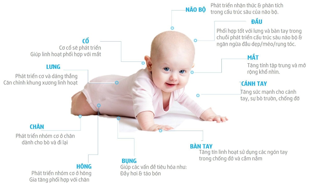 NHỮNG LỢI ÍCH KHI BÉ NẰM ÚP
Gần đây, Viện Hàn Lâm Nhi Khoa Mỹ đưa ra những hướng dẫn về lợi ích liên quan đến phát triển các cơ quan khi cho bé nằm úp một vài dịp trong ngày. Những hướng dẫn này giúp cha mẹ hiểu và dễ dàng thực hành những hoạt động này cùng trẻ nhằm giúp trẻ đạt được những lợi cho phát triển cả vận động và trí não.

KHI NÀO CÓ THỂ TẬP CHO BÉ NẰM ÚP VÀ THỜI GIAN BAO LÂU
Theo Viện Phát Triển Vận Động Nhi Khoa của Mỹ:

Trẻ từ 15 ngày tuổi có thể làm quen 1 vài dịp trong ngày.
* Bé dưới 3 tháng: vài phút/lần , ngày 3-4 lần
* Bé từ 3 tháng trở lên: ngày ít nhất là 1 giờ nằm tư thế này.

THỜI GIAN NÀO BÉ NÊN ĐƯỢC TẬP NẰM ÚP
Khi bé thức, vui vẻ và hào hứng
Lưu ý: KHÔNG CHO BÉ nằm sấp bụng khi bé ngủ.

NHỮNG HOẠT ĐỘNG ĐI CÙNG GIÚP THỜI GIAN NẰM ÚP CỦA BÉ ĐẠT NHIỀU LỢI ÍCH

Thực tế, có đến 10 bộ phận được tập luyện và phát triển khi bé nằm úp. Những bộ phận đó là: Cổ, đầu, lưng, cánh tay, bàn tay, hông, bụng, chân, mắt và cấu trúc bên trong não bộ. Các bạn có thể xem hình đính kèm về 10 bộ phận này.

Đây là hướng dẫn về những bài tập hỗ trợ mà cha mẹ có thể làm khi bé nằm úp.

Mỗi ngày cha mẹ dành thời gian cho bé nằm úp và gia tăng các hoạt động tương tác nhằm tập trung phát triển 4 bộ phận là được khuyên để đạt được kết quả tốt nhất.

Một quy trình mẫu hướng dẫn dành cho cha mẹ:

Ngày 1: Não bộ - cổ - mắt- cánh tay

Ngày 2: Não bộ - đầu – lưng – bàn tay

Ngày 3: Não bộ - chân – bụng – hông

Ngày 4 : vận động tự do

Ngày 5 quay lại ngày 1 và bắt đầu lại từ đầu.

Bạn có thể tham khảo những bài tập này như 1 hoạt động vui chơi cùng trẻ khi nằm sấp, hoạt động nên duy trì đến khi bé 12 tháng tuổi (nếu được) để đạt được những hiệu quả phát triển tốt nhất.

NGÀY 1:

Bạn nên đặt bé nằm úp trên bề mặt mịn, không nên chèn gối xung quanh bé. Tìm một không gian yên tĩnh trong phòng ngủ

Hoạt động giúp phát triển Não bộ - cổ - mắt- cánh tay: Bạn có thể dùng tay vò 1 tờ giấy để tạo tiếng động ở 1 bên tai phải của bé, quan sát sự chú ý của trẻ đặc biệt là mắt, khuyến khích bé sử dụng cổ để cố nhìn và quan sát. Bạn di chuyển bàn tay đến gần tai bé hơn để bé tiếp tục sử dụng mắt và cổ cho hoạt động này.

Bước 2: Bạn di chuyển tay vẫn vò giấy tạo tiếng động vào trước mặt và sang tai trái. Lúc này trẻ sẽ sử dụng cánh tay để cố nâng phần trên cơ thể hoặc ít nhất trẻ sẽ cố đẩy khủy tay về trước.

Bước 3: Bạn có thể nâng cao bài tập bằng cách vò tờ ni-lông bóng, lắc lục lạc hoặc 1 con thú có tiếng động và 3 màu xanh, đỏ và vàng. Việc nâng cao sẽ thay đổi cường độ chú ý cũng như việc phát triển cấu trúc bên trong của não bộ.

NGÀY 2:

Bạn nên đặt bé nằm úp trên bề mặt mịn, không nên chèn gối xung quanh bé. Tìm một không gian yên tĩnh trong phòng ngủ.

Hoạt động giúp phát triển Não bộ - đầu – lưng – bàn tay: Bạn có thể chuẩn bị 1 chiếc hộp giấy nhỏ, dễ dàng mở ra đóng lại với 1 trái banh nhỏ có tiếng động khi di chuyển. Ban đầu, khi bé còn nhỏ, bạn chỉ đơn giản làm những thao tác sau: Bạn lắc trái banh tạo tiếng động và từ từ mở hộp bỏ vào trong. Bạn đẩy chiếc hộp đến gần bàn tay của bé, khuyến khích bé chạm hoặc cầm lấy nó. Bạn lập lại những bước này trong thời gian nằm sấp cùng bé.

Khi bé sử dụng cánh tay để nâng phần thân trên tốt hơn, lúc này trẻ có thể có 1 tay tự do để khám phá chiếc hộp đầy hứng thú của mẹ, hoạt động này sẽ giúp bé phối hợp cả đầu, lưng và bàn tay trong việc mở. Bạn nên để trái banh vào lòng bàn tay bé và khuyến khích bé bỏ lại vào hộp. Cấu trúc bên trong não bộ của trẻ cũng phát triển vì sẽ phát triển kĩ năng giải quyết vấn đề là mở hộp và nhận thức sự khác nhau về âm thanh từ đâu phát ra.

Nâng cao: Bạn có thể tăng số lượng hộp thành 2, hoặc thay trái banh bằng 1 con thú bóp kêu để tăng kĩ năng sử dụng các ngón tay. Một kĩ năng khó hơn là trẻ có thêm 1 thử thách để giải quyết vấn đề mở hộp, điều này bạn có thể dùng 1 chiếc hộp có nút bấm.

NGÀY 3:

Bạn nên đặt bé nằm úp trên bề mặt mịn, không nên chèn gối xung quanh bé. Tìm một không gian yên tĩnh trong phòng ngủ.

Hoạt động giúp phát triển Não bộ - chân – bụng – hông: Khi bé nằm sấp, bạn có thể dùng 2 tay đặt phần dưới để bế bé lên hỏng mặt đất vài cm để bé có cơ hội sử dụng cơ hông, bụng và chân, sau đó bạn nhẹ nhàng đặt bé nằm xuống lại.

Để nâng cao kỹ năng phát triển cấu trúc của não bộ, bạn có thể làm động tác này trước 1 tấm gương lớn để bé có thể nhìn thấy bản thân bé trong gương và cả khuôn mặt của mẹ. Bạn hãy luôn cười để bé học được nhiều điều thú vị hơn nhé.

Nâng cao bài tập này, bằng cách cho bé cầm 1 món gì đó, như 1 cái lục lạc hoặc 1 chiếc vòng khi bạn nâng bé lên.

Notes
Kadey, H. J., & Roane, H. S. (2012). EFFECTS OF ACCESS TO A STIMULATING OBJECT ON INFANT BEHAVIOR DURING TUMMY TIME. Journal of Applied Behavior Analysis, 45(2), 395–449.
Lyndel Hewitt et al. (2017) Correlates of tummy time in infants aged 0–12 months old: A systematic review. Infant Behavior and Development. 49,310-321.