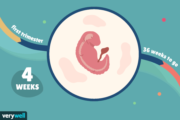 HÌNH ẢNH THAI NHI 4 TUẦN TUỔI VÀ NHỮNG ĐIỀU CẦN BIẾT 
 
Rất nhiều mẹ đã gửi tới Mamibabi những thắc mắc liên quan đến thai nhi 4 tuần tuổi như:

- Hình ảnh thai nhi 4 tuần tuổi trông như thế nào?
- Kích thước thai nhi 4 tuần tuổi là bao nhiêu?
- Thai nhi 4 tuần tuổi đã vào tử cung chưa?
- Thai nhi 4 tuần tuổi có phá được không?
- Phá thai 4 tuần tuổi có tội không?
- Thai 4 tuần chưa có phôi có đáng lo không?
- Thai nhi 4 tuần có tim thai chưa?
- Thai 4 tuần nên ăn gì?
 
Và dưới đây là giải đáp của anh Phạm Ngọc Thắng, nhà sáng lập ứng dụng thai giáo Mamibabi, tác giả cuốn sách “Rủ chồng thai giáo”, đồng thời là chuyên gia thai giáo nam giới đầu tiên tại Việt Nam.
 
👶 HÌNH ẢNH THAI NHI 4 TUẦN TUỔI TRÔNG NHƯ THẾ NÀO?

Xin được chúc mừng mẹ đã bước đến tuần thứ 4 của thai kỳ. Đây là một cột mốc rất đáng nhớ bởi lúc này quá trình thụ tinh đã được hoàn thiện rồi và phôi thai đã được hình thành. 

Mẹ lưu ý ở tuần này con mới chỉ là phôi thai thôi chứ chưa phải là thai nhi nhé. 

Ở thời điểm thai 4 tuần tuổi, các cơ quan nội tạng của con bắt đầu phát triển và hoạt động. Có 2 bộ phận rất quan trọng đối với con, đó là màng ối và túi noãn hoàng. Màng ối chứa đầy nước ối, tạo thành một lớp đệm bồng bềnh để bảo vệ con, đó giống như một cái bể bơi của riêng con để con thỏa thích vẫy vùng vậy. Còn noãn hoàng sẽ tạo máu và nuôi dưỡng con trong những tuần đầu tiên của thai kỳ, còn sau đó nhau thai sẽ thay thế.  

👶 KÍCH THƯỚC THAI NHI 4 TUẦN TUỔI LÀ BAO NHIÊU? 

Phôi thai 4 tuần tuổi có khối lượng khoảng 1g và kích thước khoảng 4mm, tức là bé li ti như một hạt vừng.

👶 THAI NHI 4 TUẦN TUỔI ĐÃ VÀO TỬ CUNG CHƯA?

4 đến 6 tuần là thời điểm mẹ cần đi siêu âm lần đầu tiên. Mặc dù phôi thai đã được hình thành nhưng vì con còn quá nhỏ nên mẹ sẽ chưa thể nhìn thấy gì cả. Tuy vậy, siêu âm lần đầu luôn đem lại những cảm giác rất thú vị. Mẹ sẽ được biết chắc chắn rằng mình đã có thai, biết kích thước túi ối ở trong khoảng 3 - 5mm, biết vị trí làm tổ của thai, nhưng thường thì thai 4 tuần tuổi chưa làm tổ đâu các mẹ nhé. 

Thể trạng mỗi mẹ mỗi khác, thời gian thụ thai và làm tổ cũng sẽ nhanh chậm khác nhau. Vì vậy nếu siêu âm ở thời điểm 4 tuần thấy thai chưa làm tổ thì mẹ cũng đừng lo lắng quá mà hãy chờ đợi thêm.

👶 THAI NHI 4 TUẦN CÓ TIM THAI CHƯA?

Với một số mẹ, thai 4 tuần có thể đã làm tổ, nhưng vẫn chưa có tim thai đâu các mẹ nhé. Tim thai thường sẽ xuất hiện vào tuần thứ 6, 7 của thai kỳ. Lần đầu tiên vợ chồng mình nghe tim thai của con là khi được 8 tuần. Đó là một cảm xúc rất tuyệt vời xen lẫn diệu kỳ. Thế nên các mẹ hãy chờ thêm một vài tuần nữa để được nghe nhịp tim thai của con nhé! 
 
👶 THAI 4 TUẦN CHƯA CÓ PHÔI CÓ ĐÁNG LO KHÔNG?

Có một vấn đề khiến nhiều mẹ rất lo lắng, đó là thai 4 tuần nhưng chưa có phôi thai thì liệu có nguy hiểm không, thậm chí có mẹ còn bảo mình là lo lắng đến mất ăn mất ngủ. Khi đọc tin tức trên mạng các mẹ thường thấy thai 3, 4 tuần là đã có phôi thai rồi, thành ra thấy mình chưa có thì hoang mang lắm. Nhưng điều đó là bình thường các mẹ nhé. 

Có những trường hợp tuần thứ 5, 6 mới thấy phôi thai cơ. Thêm một điều nữa là khi đi khám, nếu có lo lắng gì các mẹ cũng nên hỏi bác sĩ ngay cho an tâm nhé. 
 
👶 DẤU HIỆU SẢY THAI 4 TUẦN TUỔI

Có một vấn đề khác đáng lo hơn cả việc chưa có phôi thai, đó là sảy thai 4 tuần tuổi. Chắc hẳn mẹ nào cũng biết rằng 3 tháng đầu là thời gian nhạy cảm và dễ sảy thai nhất đúng không ạ. Một số dấu hiệu điển hình của việc sảy thai là chảy máu âm đạo, đau lưng, đau bụng dưới… Tuy nhiên, không phải cứ có những dấu hiệu đó thì là sảy thai các mẹ nhé, có những khi chỉ là dọa sảy thôi. Và khi đó các mẹ cần đi khám ngay để đảm bảo an toàn cho thai nhi. 
 
👶 THAI NHI 4 TUẦN TUỔI CÓ PHÁ ĐƯỢC KHÔNG? PHÁ THAI 4 TUẦN TUỔI CÓ TỘI KHÔNG?

Có một câu hỏi thỉnh thoảng mình lại thấy hiện lên trong các comment, đó là phá thai 4 tuần có sao không hoặc có tội không. Thường thì người hỏi là các bạn còn rất trẻ, không may có thai ngoài ý muốn, hoặc là các mẹ không may bị nhỡ, bị vỡ kế hoạch, hoặc sợ đẻ ra mình không nuôi được con.

Thật lòng mình không bao giờ ủng hộ việc phá thai các mẹ nhé, vì như thế thật sự rất tội nghiệp các con. Rất nhiều người muốn có một đứa con mà không được, vì vậy việc bạn có con thật sự là một tài sản vô giá nên đừng bỏ con nhé. Với các bạn trẻ không may có thai ngoài ý muốn, mình biết có những bạn không muốn phá nhưng bị gia đình bắt phá, hoặc không có tiền sinh con, không có chỗ ở. 

Hiện nay có rất nhiều tổ chức từ thiện sẵn lòng cưu mang và giúp đỡ để các bạn có thể sinh con ra mà không phải phá thai, vì vậy hãy can đảm giữ con lại nhé. Và nếu bạn nào cần sự giúp đỡ thì có thể nhắn tin cho mình, mình có thể giới thiệu với các bạn những tổ chức từ thiện mà mình biết. 

👶 THAI GIÁO TUẦN THỨ 4

Để con phát triển tốt nhất và mẹ có một thai kỳ vui nhất thì các mẹ đừng bỏ qua việc thai giáo mỗi ngày cho con nhé. 

Việc đầu tiên mẹ nên làm là đặt cho bé một cái tên dễ thương. Nếu bé yêu chưa có tên gọi ở nhà, bố mẹ hãy đặt cho bé một cái tên. Việc này sẽ giúp quá trình thai giáo 40 tuần hiệu quả hơn. Hàng ngày, bé sẽ được nghe bố mẹ gọi tên mình, cảm thấy gần gũi và thân quen hơn với bố mẹ. Hình thức thai giáo ngôn ngữ này giúp bé phát triển ngôn ngữ và chỉ số cảm xúc tốt hơn.

Việc thứ 2 mẹ nên làm là sắp xếp lại nơi ở. Môi trường sống ảnh hưởng rất lớn đến sức khỏe mẹ bầu và thai nhi. Khi có thai 4 tuần, mẹ hãy dành thời gian kiểm tra xem phòng của mình có cần dọn dẹp hay chỉnh sửa không nhé. Mẹ nên đảm bảo phòng được lau dọn sạch sẽ thường xuyên, đồ đạc sắp xếp ngăn nắp để có thể tìm kiếm dễ dàng, không có các đồ vật dễ gây vấp ngã khi mẹ di chuyển, hạn chế để chung hàng hóa với phòng ngủ của mẹ… Mẹ hãy nhờ tới sự giúp đỡ của người thân trong gia đình để dọn dẹp lại phòng ốc của mình nhé! 

Việc thứ 3 mẹ nên làm là vẽ tranh và tô màu. Đây là hình thức thai giáo mỹ thuật đem lại sự thư giãn rất tốt cho cả mẹ và bé. Việc vẽ tranh cũng là cách thai giáo an toàn cho mẹ trong những tuần đầu mang thai. Mẹ không phải đi lại hay vận động nhiều. Nếu không thích vẽ tranh, mẹ có thể tô màu cùng những cuốn sách tô màu dành riêng cho người lớn. Mỗi ngày, mẹ hãy vẽ tranh theo một chủ đề khác nhau hoặc phối màu theo những phong cách khác nhau. Việc này giúp bé yêu thông minh và có xu hướng yêu nghệ thuật hơn khi trưởng thành.
 
👶 THAI 4 TUẦN NÊN ĂN GÌ?

Thai giáo dinh dưỡng là điều quan trọng nhất mẹ cần quan tâm ở giai đoạn này.

Có 2 việc mẹ nên làm, 1 là khi khám thai, mẹ nhờ bác sĩ tư vấn giúp mình một loại vitamin phù hợp. Mình thấy nhiều mẹ thường tự mua uống hoặc mua theo người quen hay mua theo quảng cáo. Nhưng mình khuyên các mẹ nên đi khám và nghe theo chỉ dẫn của bác sĩ nhé.  

Việc thứ 2 là mẹ nên xem lại các món mình hay ăn và điều chỉnh lại nếu có gì chưa phù hợp với bà bầu. Ví dụ, nếu sáng nào mẹ cũng uống cà phê thì nên bỏ thói quen này. Hoặc nếu uống quá nhiều trà sữa thì cũng nên bớt đi vì trà sữa thường chứa nhiều đường, dễ gây tiểu đường thai kỳ. Hoặc nếu mẹ hay ăn mì gói, bánh kẹo, đồ công nghiệp chứa nhiều chất phụ gia thì cũng nên hạn chế các mẹ nhé. Hãy ưu tiên đồ ăn tươi ngon, rau củ quả thịt cá sạch vẫn là tốt nhất cho cả mẹ và bé đó ạ. 
 
👶 THAI GIÁO VẬN ĐỘNG TUẦN THỨ 4

Về vận động, mẹ nên dành nhiều thời gian nghỉ ngơi và cần cẩn trọng khi làm việc nhà. Làm việc nhà cũng là một hình thức vận động tốt nhưng mẹ nên tránh các tư thế cúi thấp, với tay, bê vác đồ nặng… 
 
#thai_nhi_4_tuần_tuổi
#thaigiao #thai_giáo #thaigiáo #mangthai #babau