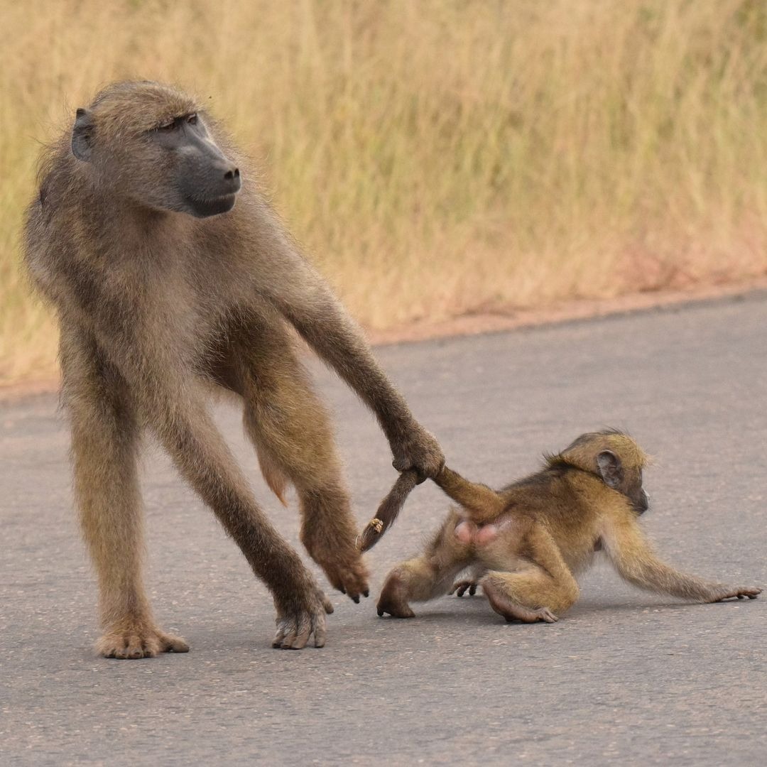 DẠY CON KỸ NĂNG PHÒNG VỆ (Phần 2)🌹🌹

Một cậu bé trên đường đi học về bị nhóm đàn ông tóm chặt và lôi lên ô tô, cậu đơ người, “ngoan ngoãn sợ sệt” nghe theo. Dọc đường cậu bị “say xe”, hỏi gì chỉ gật đầu hoặc lắc, lúc nào cũng chỉ chực ói, phải dựa vào người ngồi cạnh. 😉
Trời sẩm tối, đến đoạn vắng người, cả xe dừng lại “tiểu đường”, cậu bé cũng loạng choạng bưng miệng ngồi thụp xuống vệ đường nôn ọe, hai tay lén buộc lại dây giày.

Đúng lúc mấy anh em xã hội đứng rải ra bên đường vạch quần “xả nước cứu thân”, nhanh như cắt, cậu bỏ chạy băng qua ruộng lúa, hướng về phía mấy ngôi nhà ven làng, miệng hét to: “Cháy! Cháy!”. Nhiều bóng điện được bật lên, nhiều nhà mở toang cửa chạy ra xem, bọn người kia đành lên xe chuồn mất.

Ngạc nhiên chưa? 84% vụ bắt cóc thất bại không phải do các đội giải cứu ra tay, mà trẻ thoát được nhờ biết tự cứu lấy mình: 35% chống cự quyết liệt, 49% bỏ chạy.

Phần nối tiếp bài báo tuần trước đây ạ, Lan Hải vừa đăng ở tuần san Công giáo & Dân tộc, mời quý vị và các bạn cùng xem:

VÀI CHIÊU "BỎ TÚI" KHI CON ĐI DÃ NGOẠI, DU LỊCH.

Ngay từ lúc ba tuổi, nhiều bé đã được nhà trường cho đi công viên “chơi mà học”, lên cấp một thì tham gia các buổi tham quan vườn thú, nông trại, nhà ga, viện bảo tàng,… đến bậc phổ thông trung học đươc học ngoại khóa ở ngân hàng, khách sạn, nhà hàng hay các di tích lịch sử hoặc đi cắm trại vài ngày, nhiều bạn còn được gia đình thưởng cho một kỳ du lịch trong nước hoặc nước ngoài khi đạt kết quả học tập tốt.
“Cẩn tắc vô áy náy”, các bậc cha mẹ hãy dạy con đảm bảo an toàn cho bản thân:

☘️Đi dã ngoại:

🔹Không giống như tham gia biểu diễn văn nghệ hay đi dự liên hoan, sinh nhật, cha mẹ đừng cho con ăn mặc cầu kỳ, khác lạ đến nỗi chính cô phụ trách lớp cũng không nhận ra học sinh của mình! Hãy mặc đồ đồng phục và đeo chiếc ba lô quen thuộc (không ghi tên con mà ghi số ĐT của bố mẹ) để các thầy cô và bạn học dễ dàng nhìn thấy con khi đi lạc. Ban tổ chức phát mũ, áo cũng là để dễ quan sát và tập hợp các thành viên ở chỗ đông người.

🔹Đừng đi giày dép mới, dễ bị đau chân. Đã có bé đi đôi dép mẹ mua “trừ hao, phòng lớn” bị ngã nhào vì bạn đi sau giẫm vào phần đế dép dư ra. Nếu đi giày, hãy sắm đôi tất len vừa vặn, ôm chân, giúp thoải mái trong các hoạt động, tránh được những tổn thương không đáng có (tàn thuốc lá, tàn nhang, thức ăn rơi vãi, côn trùng đốt…).

🔹Nên rủ ba người mỗi khi đi W.C, nếu gặp tình huống cánh cửa bị hỏng chốt, cửa kẹt khóa không đẩy ra được, hết giấy chùi, không có nước dội,… thì một bạn đứng canh ngoài cửa nói chuyện cho bạn mình đỡ sợ, bạn kia chạy về báo người lớn đến giúp.

🔹Chia thành nhóm vài người, luôn để mắt đến nhau, người phụ trách hỏi bạn này là biết tình hình của các bạn kia, tránh tình trạng có bạn lủi thủi chơi một mình hoặc mạo hiểm tự lang thang khám phá, không ai biết mà tìm.

🔹Chẳng may ở nơi xa lạ, đông đúc, không ai biết con, gặp kẻ xấu dàn cảnh lôi đi, đừng kêu “á, á” hoặc khóc lóc, vì chúng đã có sẵn kịch bản “Mày còn la hả, lấy tiền của bà đi chơi điện tử, tao nắm đầu lôi về cho ba mày dạy”, “Dám to gan trốn nhà theo bạn trai à”, “Việc nhà tôi, không khiến ai xía mũi vào”, … làm người xung quanh ngỡ là chuyện gia đình, không can thiệp. Hãy bình tĩnh và mưu trí:
Nếu bị kẻ tấn công túm áo khoác, ba lô, hãy tuột áo/ba lô lại và bỏ chạy, hét to.
Nếu bị kéo tay, ôm ngang người kéo đi, hãy nắm vào bất cứ thứ gì trên đường (dù che, cánh cửa tiệm, sạp hàng,…), ngồi thụp xuống, lấy hết sức ghì lại. Tưởng tượng xem, nếu con đánh đổ, rơi vỡ hàng hóa, người bán sẽ tóm lại bắt bồi thường, có khi còn gọi thêm bảo vệ phân xử chứ ai con cho đi? Lúc ấy con sẽ có cơ hội kêu gọi sự giúp đỡ: “Cứu cháu với! Đây không phải bố mẹ cháu!”.

🔹Mang theo áo mưa, tránh trùm chung áo mưa với “người anh quốc dân” hay “ông chú tốt bụng” nào đó. Đừng quá mải check-in, nhìn ngắm, mua sắm,… mà quên bám sát đoàn.
Không vi phạm các cảnh báo "nguy hiểm".

☘️Khi đi du lịch xa:

🔹Ngoài hành lý cần thiết mang theo, cần trang bị: đèn pin, còi báo động hình móc chìa khóa nhấn vào kêu rất to, và… nước hoa. Về mặt hoá học, nước hoa có lượng alcohol (cồn) chiếm đến 70% tùy từng loại, xịt vào mắt rất xốn và tạm thời không nhìn thấy gì. Dù gì nước hoa cũng mắc tiền nên có bạn tận dụng chai nước hoa cũ (loại to) bơm tinh dầu hòa với nước lã vào thành "bình xịt hơi cay tự chế".

🔹Không mang hộ/xách giùm đồ cho người lạ ở sân bay, ga tàu,… nơi luôn có đội ngũ nhân viên hỗ trợ người già, bệnh tật, con mọn. Nhiều trường hợp gặp rắc rối vì trong đó chứa hàng cấm, ma túy!

🔹Khi tìm nhà nghỉ/khách sạn, chú ý các đánh giá liên quan đến an ninh như có nằm trong khu vực tội phạm không, có người trực gác, camera theo dõi không...

Chọn phòng: Một trong những cách đơn giản nhất để bảo mật thông tin là tránh sử dụng tên, mà dùng họ hoặc tên đệm khi đặt phòng. Nữ đi du lịch một mình nên sử dụng chức danh “Bà” (Mrs. tức người đã kết hôn) để tạo cảm giác đi cùng ít nhất một người nữa.
Hãy chọn tầng nào mà thang cứu hỏa thông thường chạm tới được trong trường hợp hỏa hoạn, phòng gần cầu thang thoát hiểm. Tránh ở tầng trệt - địa điểm dễ trở thành mục tiêu bị tấn công và đột nhập nhất.

🔹Khi đến nơi, đề phòng có người biết trước số phòng mình ở, nếu có linh cảm xấu hãy yêu cầu đổi phòng.
Sau khi nhận phòng, dùng điện thoại di động gọi cho quầy lễ tân và hỏi liệu có thể nói chuyện với… chính mình không. Nếu lễ tân tiết lộ số phòng là dở, câu trả lời phải là: “Để tôi nối máy cho bạn”.
Khi đóng cửa nhớ kéo chốt có móc xích. Lấy băng cá nhân dán lên che lỗ ngắm trên cửa, tránh người tò mò nhòm vào phòng.

🔹Kiểm tra gương hai chiều: Nếu thấy một tấm gương âm tường mà gắn vào một bức vách quá mỏng hoặc sau lưng nó là hành lang thì bình thường. Nếu phía sau là một căn phòng kín hay một bức tường lớn bất thường thì hãy cẩn thận: 1/ Chạm đầu ngón tay vào gương, thấy tạo ra hình ảnh phản chiếu ngay tại bề mặt tiếp xúc với gương. 2/ Chụm tay lại che xung quanh mắt, nhìn sát trực tiếp vào gương, có thể thấy phần sau gương. 3/ Tắt hết đèn, rọi đèn pin trực tiếp vào gương, ánh đèn sẽ thắp sáng căn phòng đó.

🔹Phát hiện camera quay trộm: 1/ Tắt đèn, kéo hết rèm cửa đảm bảo trong phòng càng tối càng tốt, chậm rãi rọi đèn pin khắp nơi, kiểm tra bất kỳ vị trí nào đáng ngờ từ các góc độ khác nhau để tìm ánh phản chiếu từ một vật thể nào đó. 2/ Vừa gọi điện vừa quan sát, tìm kiếm, thấy điện thoại bị nhiễu tín hiệu. 3/ Đưa romote vào những nơi nghi ngờ rồi bấm bất kì nút nào trên điều khiển, thấy tín hiệu đèn led trên remote phát sáng. 4/ Bật thiết bị chuyên dụng lên và quét phòng, khi phát hiện tín hiệu của camera nó sẽ kêu “bíp”.

🔹Khi ra ngoài, treo biển “Xin đừng làm phiền” (Please do not disturbu) dù ít tác dụng, có thể bật tivi để tạo âm thanh có người nói chuyện bên trong. Lấy thêm danh thiếp từ quầy lễ tân, ngộ nhỡ bị lạc đường mà không biết tiếng địa phương, ít nhất còn có địa chỉ và số điện thoại khách sạn.

Tránh ghi tên mình lên tờ giấy (KS đưa để lấy thêm đồ ăn hay dọn phòng) treo ở cửa. Ai đó gõ cửa nhận là người của khách sạn, nên gọi điện cho quầy lễ tân để xác nhận trước khi cho họ vào phòng.

🔹Hãy dùng máy sấy hong khô “vùng sâu” thay vì dùng khăn của khách sạn. Hơ gan bàn chân, hõm bả vai, vùng thắt lưng,… phòng cảm cúm đau nhức do đi lại nhiều và thay đổi thời tiết.

🔹Chịu khó đun sôi nước để dùng thay vì uống nước đóng chai miễn phí có sẵn trong phòng, “lạ nước lạ cái” gây chột bụng, rối loạn tiêu hóa là có thật.

🔹Nếu có động đất, nổ, rung chuyển tòa nhà, hãy tìm “tam giác sự sống” và nằm cuộn tròn theo tư thế thai nhi/chó, mèo (link phần bình luận)

Các bậc cha mẹ và các em học sinh SV quý mến! Phim kiếm hiệp có câu “Không sợ nhất vạn, chỉ sợ vạn nhất”, hãy đề phòng những rủi ro mà khả năng xẩy ra chỉ là 1/10.000 (một phần vạn)!

Bs Nguyễn Lan Hải
(Hình minh họa tìm trên mạng)