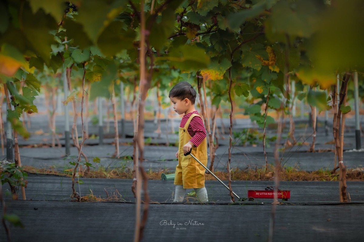 CHO TRẺ RA VƯỜN NHO 🍇

Post mãi ảnh con nhà người ta rồi, hôm nay em cho bạn Cam lên sóng trở lại ạ :)))

Nghe nói mới có vườn nho trĩu quả nên bố mẹ cháu xách ngay cháu lên đường.

Vườn nho cách nhà em (Hà Đông) 23km, phía bên kia cầu Nhật Tân, đường to dễ đi, vèo cái là đến. Các bác google "ChimiFarm 4" là ra luôn ạ.

Bên này có vườn nho khá rộng, nho cũng thấp thôi nên các bé có thể tự hái được. Ngoài ra còn có chuồng nuôi thỏ, chim cho các bé trải nghiệm cho thỏ ăn. Em nghe thấy cả tiếng dê nhưng mà chưa nhìn thấy đâu.
Khi đi bố mẹ nhớ chuẩn bị thêm củ, rau để các con cho thỏ ăn nha ^^

Nhà em cho con ăn trưa xong là bê nhau lên đường, con ngủ trưa trên xe, đến nơi dậy chơi vui vẻ là vừa ❤

Giá vé tham quan: 30k/người lớn, gửi xe miễn phí, hái nho đem về 200k/kg.

Đồ uống: nước ép nho, dâu tây... 50~80k

Chúc cả nhà thu hoạch được đầy xe 😆