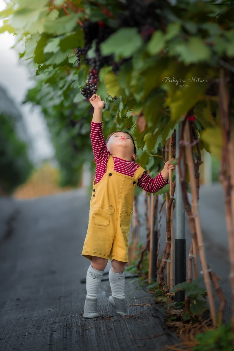 CHO TRẺ RA VƯỜN NHO 🍇

Post mãi ảnh con nhà người ta rồi, hôm nay em cho bạn Cam lên sóng trở lại ạ :)))

Nghe nói mới có vườn nho trĩu quả nên bố mẹ cháu xách ngay cháu lên đường.

Vườn nho cách nhà em (Hà Đông) 23km, phía bên kia cầu Nhật Tân, đường to dễ đi, vèo cái là đến. Các bác google "ChimiFarm 4" là ra luôn ạ.

Bên này có vườn nho khá rộng, nho cũng thấp thôi nên các bé có thể tự hái được. Ngoài ra còn có chuồng nuôi thỏ, chim cho các bé trải nghiệm cho thỏ ăn. Em nghe thấy cả tiếng dê nhưng mà chưa nhìn thấy đâu.
Khi đi bố mẹ nhớ chuẩn bị thêm củ, rau để các con cho thỏ ăn nha ^^

Nhà em cho con ăn trưa xong là bê nhau lên đường, con ngủ trưa trên xe, đến nơi dậy chơi vui vẻ là vừa ❤

Giá vé tham quan: 30k/người lớn, gửi xe miễn phí, hái nho đem về 200k/kg.

Đồ uống: nước ép nho, dâu tây... 50~80k

Chúc cả nhà thu hoạch được đầy xe 😆