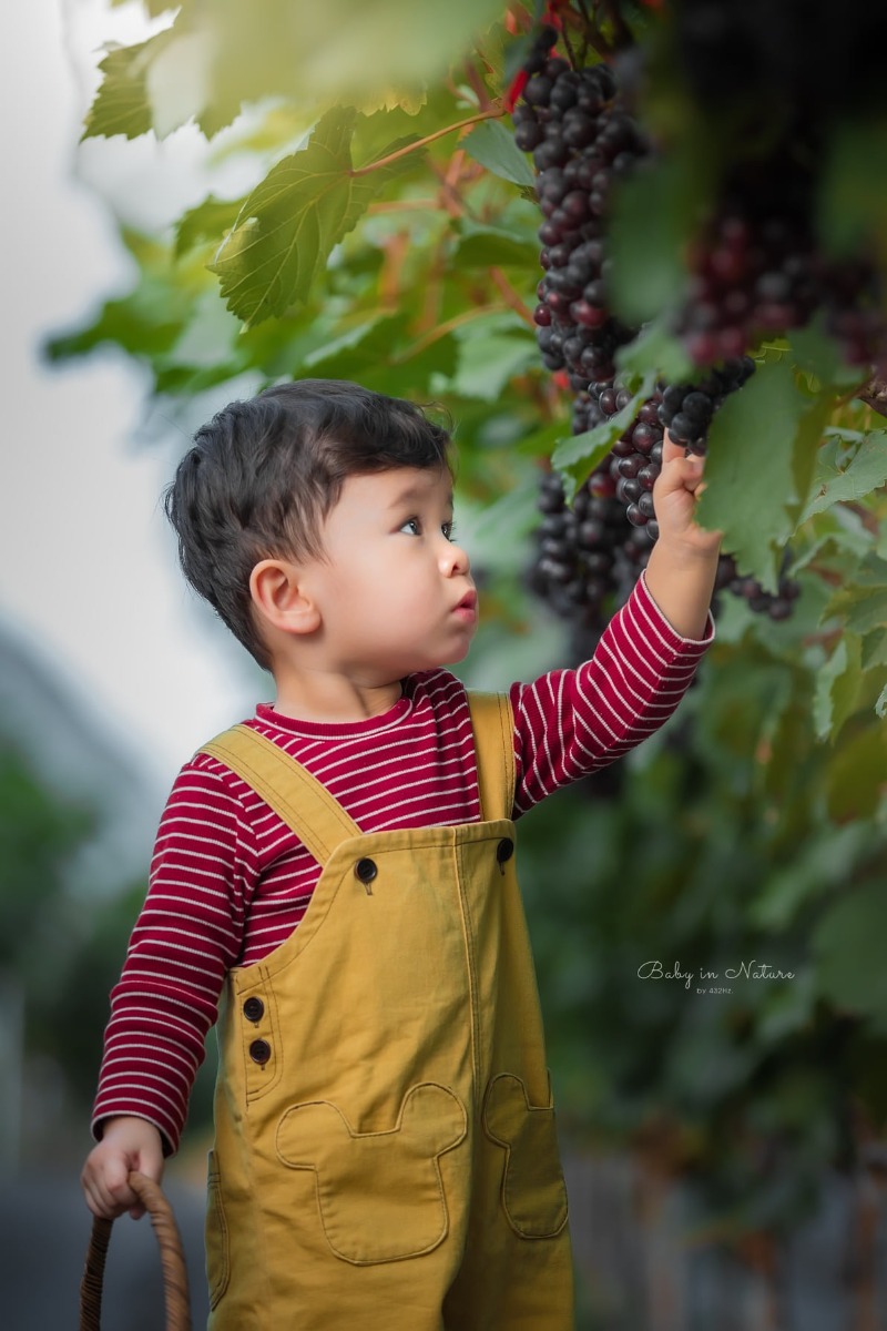 CHO TRẺ RA VƯỜN NHO 🍇

Post mãi ảnh con nhà người ta rồi, hôm nay em cho bạn Cam lên sóng trở lại ạ :)))

Nghe nói mới có vườn nho trĩu quả nên bố mẹ cháu xách ngay cháu lên đường.

Vườn nho cách nhà em (Hà Đông) 23km, phía bên kia cầu Nhật Tân, đường to dễ đi, vèo cái là đến. Các bác google "ChimiFarm 4" là ra luôn ạ.

Bên này có vườn nho khá rộng, nho cũng thấp thôi nên các bé có thể tự hái được. Ngoài ra còn có chuồng nuôi thỏ, chim cho các bé trải nghiệm cho thỏ ăn. Em nghe thấy cả tiếng dê nhưng mà chưa nhìn thấy đâu.
Khi đi bố mẹ nhớ chuẩn bị thêm củ, rau để các con cho thỏ ăn nha ^^

Nhà em cho con ăn trưa xong là bê nhau lên đường, con ngủ trưa trên xe, đến nơi dậy chơi vui vẻ là vừa ❤

Giá vé tham quan: 30k/người lớn, gửi xe miễn phí, hái nho đem về 200k/kg.

Đồ uống: nước ép nho, dâu tây... 50~80k

Chúc cả nhà thu hoạch được đầy xe 😆