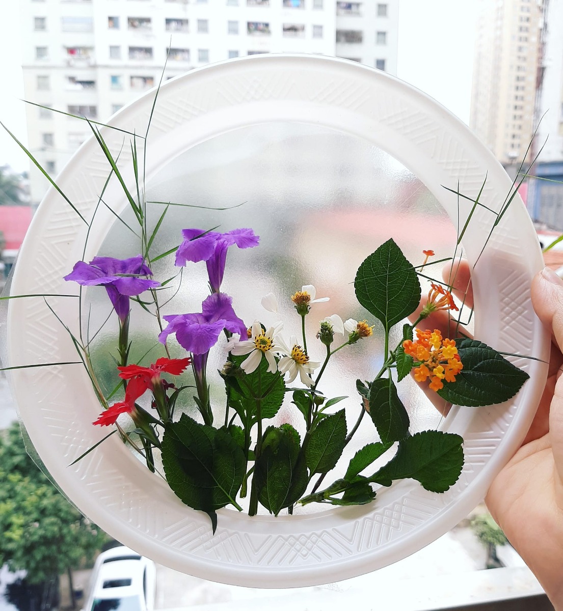 Phát hiện ra cỏ cây hoa lá xung quanh mình thật đẹp .
Nguyên liệu sử dụng là nhưng chiếc đĩa giấy . Sau đó cắt đáy và dán đề can hoặc băng dính vào đáy của chiếc đĩa. Cuối cùng chúng mình sẽ sáng tạo ra những bức tranh theo ý thích 🥰
Cùng Hahi nhà mình sáng tạo nhé 😚
