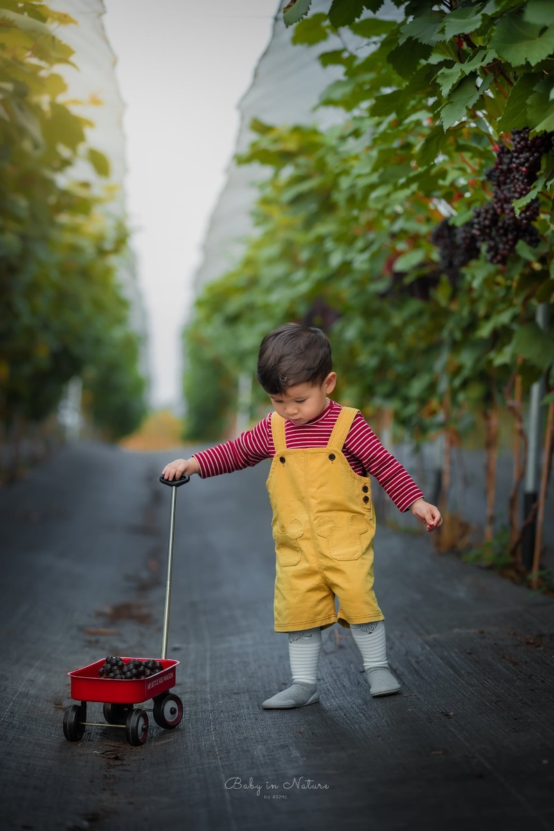 CHO TRẺ RA VƯỜN NHO 🍇

Post mãi ảnh con nhà người ta rồi, hôm nay em cho bạn Cam lên sóng trở lại ạ :)))

Nghe nói mới có vườn nho trĩu quả nên bố mẹ cháu xách ngay cháu lên đường.

Vườn nho cách nhà em (Hà Đông) 23km, phía bên kia cầu Nhật Tân, đường to dễ đi, vèo cái là đến. Các bác google "ChimiFarm 4" là ra luôn ạ.

Bên này có vườn nho khá rộng, nho cũng thấp thôi nên các bé có thể tự hái được. Ngoài ra còn có chuồng nuôi thỏ, chim cho các bé trải nghiệm cho thỏ ăn. Em nghe thấy cả tiếng dê nhưng mà chưa nhìn thấy đâu.
Khi đi bố mẹ nhớ chuẩn bị thêm củ, rau để các con cho thỏ ăn nha ^^

Nhà em cho con ăn trưa xong là bê nhau lên đường, con ngủ trưa trên xe, đến nơi dậy chơi vui vẻ là vừa ❤

Giá vé tham quan: 30k/người lớn, gửi xe miễn phí, hái nho đem về 200k/kg.

Đồ uống: nước ép nho, dâu tây... 50~80k

Chúc cả nhà thu hoạch được đầy xe 😆