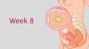 THAI 8 TUẦN PHÁT TRIỂN NHƯ THẾ NÀO? MẸ BẦU CẦN LƯU Ý ĐIỀU GÌ? 

Dưới đây là chia sẻ của anh Phạm Ngọc Thắng, nhà sáng lập ứng dụng thai giáo Mamibabi, đồng thời là tác giả cuốn sách “Rủ chồng thai giáo” về sự phát triển của thai nhi 8 tuần tuổi: 

- Thai 8 tuần kích thước bao nhiêu? 
- Hình ảnh thai 8 tuần 
- Thai 8 tuần có máy không? 
- Thai 8 tuần đã bám chắc chưa? 
- Thai 8 tuần có tim thai chưa?  
- Thai 8 tuần chưa có tim thai 
- Sảy thai 8 tuần có dấu hiệu gì?  
- Nhịp tim thai 8 tuần biết trai hay gái được không? 
- Khám thai 8 tuần 
- Thai giáo tuần thứ 8 
- Thai 8 tuần nên ăn gì? 
- Vận động tuần thứ 8 

💝 THAI 8 TUẦN KÍCH THƯỚC BAO NHIÊU? 
Ở tuần này, bé vẫn chỉ nặng khoảng 1g, và dài 1,6cm, tương đương với một quả nho bé, một quả phúc bồn tử hoặc một quả ôliu. 

💝 HÌNH ẢNH THAI 8 TUẦN 
Khi nhìn ảnh siêu âm được phóng to, mẹ sẽ thấy phần đầu của bé rất nổi bật, và là phần lớn nhất của cơ thể. Đầu của con cũng trong tư thế dường như đang cúi gập xuống nữa. Toàn thân con đã không còn cong giống hình chữ C nữa mà đã duỗi thẳng hơn so với những tuần trước. Phần đuôi của con cũng đã biến mất. 

Các ngón chân và ngón tay của con đã bắt đầu tách dần ra, nhưng phần màng nối giữa các ngón vẫn còn chứ chưa hết hẳn.  

Ở tuần này, khuôn mặt của con đang phát triển, cụ thể là phần môi, mũi và mí mắt. Và đặc biệt, con cũng đã biết máy rồi mẹ nhé. 

💝 THAI 8 TUẦN CÓ MÁY KHÔNG? 
Đa số thai nhi sẽ bắt đầu máy vào tuần thứ 7 hoặc thứ 8, tức là ở tuần này con đã máy rồi đó ạ. Nhưng vì con còn quá nhỏ nên mẹ sẽ chưa thể cảm nhận được. Thường thì đến khoảng tháng thứ 4 của thai kỳ mẹ mới bắt đầu cảm thấy con máy. Có mẹ sẽ cảm thấy sớm hơn và có mẹ cảm thấy muộn hơn chút, tùy vào thể trạng cũng như sự nhảy cảm của mỗi người. 

💝 THAI 8 TUẦN ĐÃ BÁM CHẮC CHƯA? 
Tuy con đã máy nhưng vẫn chưa bám chắc vào tử cung mẹ nhé. Và không chỉ tuần thứ 8 mà trong 3 tháng đầu nói chung, mẹ vẫn nên cẩn trọng nhất có thể để tránh xảy ra các rủi ro. 

💝 THAI 8 TUẦN CÓ TIM THAI CHƯA? 
Ở tuần này con đã có tim thai rồi nên khi đi khám mẹ có thể nhờ bác sĩ cho mình nghe tim thai con nhé. Tuần thứ 8, khi lần đầu được nghe nhịp tim con, với mình đó là một cảm giác vô cùng thú vị và là một khoảnh khắc đáng nhớ, nên bố mẹ đừng bỏ qua nhé. Nếu bố mẹ nào thích thì bảo bác sĩ bật loa to lên và mở điện thoại ra ghi âm lại những nhịp tim đầu tiên của con cũng rất ý nghĩa đó ạ. 

💝 THAI 8 TUẦN CHƯA CÓ TIM THAI? 
Có vài trường hợp hiếm gặp, mẹ mang bầu 8 tuần nhưng chưa thấy tim thai. Điều này có thể do một số sai sót như tính sai tuổi thai, hoặc do máy móc; nhưng cũng có thể là một trong các dấu hiệu của việc thai lưu. Mẹ cần đi khám cụ thể, cần kiểm tra túi ối, phôi thai… thì bác sĩ mới có thể kết luận được. 

💝 SẢY THAI 8 TUẦN CÓ DẤU HIỆU GÌ? 
Trong trường hợp mẹ có các dấu hiệu như ra máu đỏ tươi, đau bụng dưới, đau lưng, chuột rút, chóng mặt, ngất xỉu… hoặc các dấu hiệu bất thường một cách trầm trọng, mẹ nên tới gặp bác sĩ ngay, vì đó rất có thể là dấu hiệu sảy thai. 

💝 NHỊP TIM THAI 8 TUẦN BIẾT TRAI HAY GÁI ĐƯỢC KHÔNG? 
Quay lại vấn đề tim thai, một số mẹ đọc trên mạng và thấy có thông tin là dựa vào nhịp tim của con có thể biết được là trai hay gái. Điều này không chính xác mẹ nhé. Nếu có chính xác thì đó chỉ là sự trùng hợp ngẫu nhiên thôi. Hiện khoa học cũng chưa chứng minh việc tim thai quyết định giới tính đâu ạ. 

Mẹ cần lưu ý một điều là nhịp tim của con không phải ngày nào cũng giống nhau. Ở tuần thứ 6, nhịp tim của con sẽ chậm, nhưng tới tuần thứ 9, nhịp tim sẽ nhanh hơn và đạt tới đỉnh điểm. Vì vậy không thể dựa vào nhịp tim để biết giới tính được. Tốt nhất mẹ nên chờ con lớn hơn và đi khám để có kết quả chính xác. 

💝 KHÁM THAI 8 TUẦN 
Khám thai là việc quan trọng trong tuần này, mẹ hãy ghi lại để không quên nhé. Đặc biệt, trong tình hình covid đang diễn biến phức tạp như hiện nay, nhiều mẹ nói với mình là đi khám rất mệt, chờ đợi rất lâu, thậm chí không khám được; nếu mẹ nào chưa khám ở các tuần trước thì mẹ nên sắp xếp đi khám ngay ở tuần thứ 8 này nhé. 

Bác sĩ sẽ giúp mẹ siêu âm, kiểm tra tình trạng phôi thai, tim thai, vị trí, tuổi thai, tính ngày dự sinh, xét nghiệm nước tiểu… rất nhiều việc quan trọng cần làm đó ạ. Mẹ hãy bảo bố đưa đi khám nhé. 

Và khi đi khám mẹ cũng đừng quên ghi lại hoặc lưu lại những điều bác sĩ đã dặn mình, ví dụ như với cân nặng hiện tại của mẹ thì cần tăng thêm bao nhiêu cân trong cả thai kỳ, ngày dự sinh là ngày nào, chế độ ăn uống cần thêm hay bớt chất gì, uống vitamin bổ sung nào… 

💝 THAI GIÁO TUẦN THỨ 8 
Ngoài việc khám thai và làm theo những hướng dẫn của bác sĩ, mẹ đừng quên thai giáo cho bé mỗi ngày nhé. Ở tuần thứ 8, mẹ có thể chú trọng 3 hoạt động thai giáo sau đây. 

Thứ 1 là tưởng tượng trước khi ngủ. Thai 8 tuần là thời điểm đa số mẹ bầu đã nghe được tim thai, cảm nhận rõ sự hiện diện của con. Đây cũng là lúc một số mẹ có thể nằm mơ, trằn trọc khi ngủ. Để hạn chế tình trạng này, trước khi ngủ, mẹ có thể dành 5 – 10 phút để tưởng tượng sự phát triển ổn định của con. Mẹ cũng có thể nghĩ đến khuôn mặt và tiếng cười của con sau này. Những suy nghĩ tích cực sẽ giúp mẹ ngủ ngon và thai nhi phát triển khỏe mạnh hơn. Thai giáo tưởng tượng là hình thức thai giáo đơn giản, dễ làm, được người Nhật đánh giá cao.

Hoạt động thai giáo thứ 2 mẹ nên làm là ngắm những bức tranh có chủ đề mẹ con. Xem tranh là hoạt động thai giáo mỹ thuật rất nên thực hiện khi mẹ mang thai tuần thứ 8. Đây đồng thời là cách thai giáo cảm xúc tốt, đem tới nhiều niềm vui cho mẹ bầu và thai nhi. Ngoài xem các bức ảnh mẹ con của con người, mẹ cũng có thể xem ảnh mẹ con động vật như mẹ con sư tử, hươu cao cổ, chó mèo… cũng rất đáng yêu và ý nghĩa đó ạ. Trên app Mamibabi cũng có sẵn nhiều bức ảnh mẹ con, các mẹ đừng bỏ qua nhé. 

Việc thứ 3 mẹ nên làm là nằm nghỉ ngơi. Khi có thai 8 tuần, mẹ nên dành nhiều thời gian nghỉ ngơi để đảm bảo sự phát triển tốt nhất cho thai nhi và hạn chế nguy cơ sảy thai. Đặc biệt, đối với những mẹ có các triệu chứng bất thường như đau bụng, ra máu, có tiền sử sảy thai, dọa sảy thai, thai lưu… mẹ càng cần dành nhiều thời gian nằm nghỉ ngơi hơn. Khi nằm nghỉ, mẹ có thể kết hợp nghe nhạc, cầu nguyện hoặc nghĩ đến những điều tốt đẹp hay lên kế hoạch những việc mẹ dự định sẽ làm, ví như nghĩ ngày mai mình sẽ mua một bó hoa xinh xắn hay nấu một món ăn ngon chẳng hạn. 

💝 THAI 8 TUẦN NÊN ĂN GÌ? 
Đối với việc ăn uống, ở 8 tuần, mẹ chưa cần ăn thêm quá nhiều so với mức thông thường. Mẹ cũng không cần quá căng thẳng về việc ăn uống hay nghĩ rằng mình cần một chế độ ăn riêng so với các thành viên khác trong gia đình. 

Mẹ hãy cứ ăn chung cùng mọi người, nhưng chú trọng các thực phẩm tươi ngon và tốt cho bà bầu. Một số món đơn giản, dễ làm mẹ có thể ăn trong tuần này là: Thịt viên trứng cút, súp gà ngô non, đậu phụ nhồi thịt sốt cà chua, măng tây xào thịt bò, canh chua sườn nấm… 

Ngoài ra, có một số thứ mẹ cũng cần cẩn trọng khi dùng. Mình không nói là tuyệt đối không được dùng, mà chỉ là cần cẩn trọng thôi nhé! 

Thứ 1 là các chất kích thích như rượu bia, thuốc lá, caffeine. Nói tới caffeine, mọi người thường nghĩ ngay tới cà phê. Thực tế, ngoài cà phê, caffeine còn có trong cả trà, soda và sô-cô-la. Vì vậy, tốt nhất, mẹ nên tìm hiểu kỹ sản phẩm trước khi sử dụng.

Thứ tiếp theo mẹ nên tránh là các các chất tạo ngọt, đặc biệt là các chất tạo ngọt nhân tạo thường có trong bánh kẹo, đồ uống công nghiệp, nước giải khát đóng chai… Đồ ngọt không chỉ không tốt cho sức khỏe mà còn khiến mẹ bầu dễ bị tiểu đường thai kỳ nữa. 

Thứ 3, mẹ nên cẩn trọng khi sử dụng các loại thuốc không kê đơn. Khi có thai, mẹ nên bỏ thói quen tự mua các loại thuốc chữa bệnh thường gặp như nhức đầu, hắt hơi, cảm cúm... Mẹ nên hỏi ý kiến bác sĩ trước khi dùng bất cứ loại thuốc nào.

💝 VẬN ĐỘNG TUẦN THỨ 8 

Về mặt vận động ở tuần này, mẹ vẫn chỉ nên vận động hoặc tập luyện nhẹ nhàng, nên tránh các hoạt động có thể khiến mẹ bị ngã hoặc gây áp lực lên vùng bụng, gây khó thở, đau nhức như tập tạ, đấm bốc, bê vác đồ nặng...