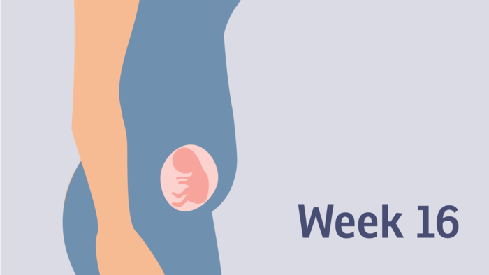 THAI 16 TUẦN: TẤT CẢ NHỮNG ĐIỀU MẸ CẦN BIẾT ĐỂ CÓ MỘT THAI KỲ KHỎE MẠNH

Dưới đây là những chia sẻ của anh Phạm Ngọc Thắng, nhà sáng lập ứng dụng thai giáo Mamibabi, và cũng là tác giả cuốn sách “Rủ chồng thai giáo” về sự phát triển của thai nhi 16 tuần tuổi. Hy vọng những chia sẻ này sẽ giúp các mẹ có một thai kỳ khỏe mạnh và bé yêu phát triển tốt nhất.
 
💙 Thai 16 tuần nặng bao nhiêu? 

Lúc này con nặng khoảng 100g, dài 11,6cm, nghĩa là tương đương với một quả bơ hoặc một quả lựu to. 

💙 Thai 16 tuần phát triển như thế nào? 

Ở tuần này, khi siêu âm thai, mẹ sẽ thấy phần đầu và cổ của con đã thẳng hơn trước rồi chứ ko cúi gập nữa. Nếu siêu âm rõ, mẹ cũng có thể thấy một số mạch máu dưới làn da mỏng manh của con, do lúc này da của con gần như trong suốt. 

2 tay và 2 chân của con ở tuần này đã có thể chuyện động linh hoạt hơn và có nhiều cử chỉ đáng yêu như đá chân, khua tay vào thành bụng của mẹ. 
Mắt của con cũng đã có thể chuyện động từ từ, và tai cũng đang ngày một hoàn thiện hơn. Con cũng đã nghe được giọng nói của mẹ rồi. 

Ở tuần này, nụ vị giác của con cũng đang hoạt động. Con có thể nếm được vị nước ối thay đổi theo chế độ ăn của mẹ. Vì vậy ngay từ thời điểm này con đã có thể phát triển một số sở thích về mùi vị của riêng mình. 
Nói tới siêu âm, một số mẹ quan tâm tới siêu âm 4D ở tuần này. Tuy vậy, tuần 16 không phải là mốc cần siêu âm 4D các mẹ nhé. Dĩ nhiên nếu mẹ nào thích vẫn có thể siêu âm được thôi, vì hiện nay các dịch vụ siêu âm rất phát triển. Nhưng để nói là cần thiết thì tuần này không cần ạ. Mốc đầu tiên mẹ cần siêu âm 4D là tuần từ 11 đến 13. Và mốc tiếp theo sẽ là tuần 21, 22. 

💙 Thai 16 tuần biết trai hay gái chưa? 

Ở tuần này, khi siêu âm, mẹ cũng có thể thấy bộ phận sinh dục của con đã hình thành đầy đủ, và nhiều mẹ cũng có thể biết được giới tính của con. Tuy nhiên cũng có trường hợp không thấy được bộ phận sinh dục do tư thế nằm của con không thuận lợi. Và cũng có khi việc xác định giới tính không chính xác. Tốt nhất, nếu muốn biết giới tính của con, bố mẹ nên siêu âm lại khi con đã ngoài 20 tuần nhé. 

💙 Khám thai tuần 16 gồm những gì? 

Về việc khám thai, trong khoảng thời gian tuần từ 14 đến 16, mẹ nên đi khám thai để xét nghiệm máu, nước tiểu, siêu âm và kiểm tra sự phát triển của thai nhi. Vì vậy nếu những tuần trước chưa đi khám thì mẹ nên đi khám ở tuần này nhé. 

💙 Thai 16 tuần đã máy chưa? 

Một số mẹ thắc mắc là ở tuần này con đã biết máy chưa. Nếu mẹ đã xem các vlog trước của mình thì hẳn đều biết rằng thai đã máy từ những tuần trước rồi chứ không phải đến tuần này mới máy đâu ạ. Có 1 thuật ngữ sẽ phù hợp hơn với tuần 16 này, đó là thai đạp chứ không phải thai máy, bởi các chuyển động của con đã rõ ràng và mạnh mẽ hơn rồi ạ. 

Tuy vậy, con đã đạp không có nghĩa là mẹ sẽ cảm thấy. Một số mẹ nhạy cảm, hoặc các mẹ đã từng đẻ có thể sẽ cảm thấy con đạp ở tuần này. Nhưng đa số các mẹ khác sẽ cảm thấy trễ hơn một chút, vào khoảng tuần thứ 18, 20. Vì vậy nếu ở tuần này mẹ chưa thấy con đạp cũng là điều bình thường mẹ nhé. 

💙 Thai 16 tuần gò cứng bụng có sao không? 

Ngoài việc con đạp, có một hiện tượng nữa cũng được nhiều mẹ quan tâm, dó là con gò cứng bụng. Trước hết, cảm giác gò cứng bụng ở giai đoạn này đôi khi là do cơn gò sinh lý, nhưng đôi khi là do nhầm lẫn. Đó có thể là cảm giác nặng bụng, mệt mỏi, nhất là khi mẹ ngồi hoặc đứng lâu ở một tư thế; cũng có khi là do thai nhi cử động nhiều, khiến mẹ có cảm giác như bụng bị gò. 

Tuy vậy đó đều là các hiện tượng bình thường thôi, để giảm cảm giác gò đó mẹ có thể thư giãn, nghỉ ngơi, thay đổi tư thế, nằm nghiêng sang trái… Điều quan trọng là mẹ đi khám thai đều đặn và bác sĩ cho biết thai nhi vẫn khỏe mạnh thì mẹ có thể an tâm nhé. 

💙 Thai 16 tuần ngôi thai đã cố định chưa? 

Một số mẹ chắc sẽ hỏi bác sĩ về việc ngôi thai của con đúng không ạ. Ở tuần 16, ngôi thai của con chưa cố định đâu ạ. Điều này là dĩ nhiên, con vẫn còn nhỏ và còn thỏa sức bơi lội vẫy vùng trong bụng mẹ. Tư thế của con sẽ còn nhiều thay đổi nên ngôi thai chưa thể cố định mẹ nhé. Ngôi thai của con chưa phải là vấn đề mẹ cần quan tâm ở tuần này đâu ạ. 

💙 Thay đổi của mẹ bầu ở tuần thứ 16 

Điều mẹ cần quan tâm nhất ở tuần này là những thay đổi diễn ra trong cơ thể mình. 

Đầu tiên, mẹ có thể cảm thấy bụng mình thỉnh thoảng hơi tức tức hoặc chộn rộn. Đó chính là do con đạp đấy ạ. Nhưng vì con còn bé, những cú đạp chưa mạnh hẳn để mẹ cảm nhận rõ, nên thường mẹ sẽ chỉ thấy bụng mình có gì đó hơi kì kì. Có một số mẹ trên Mamibabi còn so sánh cảm giác đó giống như là có giun trong bụng ấy ạ, hơi buồn buồn một chút. 

Ngoài ra, một hiện tượng nữa mẹ có thể gặp ở tuần 16, đó là khó thở. Điều này là do thay đổi hooc-môn, cũng là do thai nhi đang lớn hơn và chèn ép vào các cơ quan. 

Bên cạnh đó, mẹ vẫn có thể gặp các vấn đề phổ biến trong thai kỳ như táo bón, đau lưng, chảy máu nướu răng, suy tĩnh mạch chân, nhất là khi ngồi lâu và chân để thấp. Khi đó mẹ hãy thay đổi tư thế, đi lại nhẹ nhàng hoặc kê cao chân mình lên nhé. 

💙 Thai 16 tuần bụng to chưa? 

Một vấn đề rất phổ biến nữa mà nhiều mẹ quan tâm, đó là mang thai 16 tuần bụng to chừng nào. Ở tuần này, bụng của mẹ bầu đã nhô lên khá rõ rồi, tuy nhiên, tùy cơ địa mỗi người mà độ to nhỏ sẽ khác nhau. Đây vẫn là giai đoạn trông mẹ thon gọn và nhẹ nhàng, chưa bị nặng nề đâu ạ. 

💙 Thai 16 tuần bị tụt bụng

Trước hết, chúng ta cần hiểu khái niệm “tụt bụng" có nghĩa là thai nhi tụt thấp xuống, và thuật ngữ này thường được dùng để chỉ việc thai nhi đang sẵn sàng và chuẩn bị để ra đời.

Tuy nhiên, còn một thuật ngữ khác dễ bị nhầm với tụt bụng, đó là chửa bụng dưới, còn gọi là mang thai bụng dưới. Đó là khi bụng bầu to và chèn ngang ở phần dưới bụng. Tuy nhiên, điều đó không có gì nguy hiểm cả, mà chỉ phản ánh cơ bụng của mẹ và vị trí nằm của con thôi. 

Nếu mẹ không thấy mình có các dấu hiệu bất thường như đau bụng, ra máu, hay mất đi các dấu hiệu mang thai thì không cần lo lắng. Hoặc để cho chắc chắn và giải tỏa tâm lý thì mẹ nên đi khám để bác sĩ cho kết quả chính xác nhất. 

💙 Nhạc cho thai nhi 16 tuần 

Ở tuần này, một trong những cách để mẹ và bé có tâm lý tốt nhất, đó là nghe nhạc. Thai nhi 16 tuần có thể nghe đa dạng loại nhạc, từ nhạc có lời đến nhạc không lời, từ guitar đến piano, miễn sao nhạc có nội dung tích cực và giai điệu nhẹ nhàng dễ chịu, không quá nhanh và ồn ào là được. Cách dễ nhất để mẹ cho con nghe nhạc là mẹ hãy vào ứng dụng Mamibabi và nghe phần Nhạc thai giáo. Ở đó luôn có sẵn rất nhiều nhạc hay cho mẹ và bé. 

💙 Thai giáo tuần thứ 17 

Ngoài thai giáo bằng âm nhạc, mẹ cũng có thể áp dụng 3 cách thai giáo dưới đây: 

Thứ 1 là chơi trò kiến bò: Đây là một trò chơi nhẹ nhàng, thú vị, và cũng là cách thai giáo xúc giác hiệu quả. Mẹ hãy dùng các đầu ngón tay của mình nhẹ nhàng di chuyển trên bụng như thể một đàn kiến đang bò. Hoặc mẹ cũng có thể chỉ dùng 2 ngón tay trỏ và giữa làm động tác như đang “đi bộ” trên bụng. Mẹ hãy chơi trò này cùng bé khoảng 2 – 5 phút mỗi lần nhé. Khi chơi, mẹ có thể kết hợp cùng thai giáo ngôn ngữ bằng cách trò chuyện cùng bé. Ví dụ: “Các bạn kiến đang chơi đùa cùng Min của mẹ này!”

Thứ 2, mẹ nên tập các bài thể dục nhẹ nhàng: Đây tiếp tục là một hình thức thai giáo vận động dễ làm và hữu ích cho mẹ bầu và thai nhi. Bằng cách tập các bài thể dục đơn giản, kết hợp hít vào – thở ra nhịp nhàng, mẹ bầu sẽ cải thiện sức khỏe, hạn chế thừa cân, đem lại những giây phút thư giãn cho cơ thể. Bé yêu trong bụng cũng sẽ cảm nhận được những chuyển động từ tốn và cảm thấy mình đang được kết nối cùng mẹ.

Thứ 3, mẹ nên đọc sách “Hạt giống tâm hồn”: Những câu chuyện ý nghĩa trong các cuốn sách “Hạt giống tâm hồn” hẳn đã rất nổi tiếng và được nhiều mẹ bầu biết đến. Trong thời gian mang thai, ngoài việc đọc sách về chăm sóc sức khỏe bà bầu và sau sinh, hay các loại sách kỹ năng, mẹ bầu hãy dành thời gian đọc sách “Hạt giống tâm hồn” nhé. Mẹ có thể đọc thầm, nhưng tốt nhất nên đọc to để bé yêu cùng nghe. Đây là cách thai giáo tri thức, thai giáo cảm xúc rất hữu ích cho cả mẹ và bé.

💙 Thai 16 tuần nên ăn gì? 

Về dinh dưỡng, tuần 16 có thể là thời điểm nhiều mẹ thường cảm thấy thèm ăn. Có đến 50 - 90% mẹ bầu gặp phải triệu chứng này. Mẹ đừng kiềm chế mà hãy "thỏa mãn" cơn thèm bằng các sản phẩm lành mạnh. Mẹ nên hạn chế tối đa các món ăn ít dinh dưỡng, chứa nhiều đường, hoặc chứa nhiều chất không tốt cho sức khỏe  như chất phụ gia, chất bảo quản. 

1 việc quan trọng nữa là mẹ bầu cần chú trọng bổ sung vitamin D trong giai đoạn này. Một số thực phẩm chứa nhiều vitamin D là lòng đỏ trứng và các loại cá béo, còn gọi là cá nhiều dầu như cá hồi, cá trích, cá cơm... Tuy vậy, vitamin D trong thực phẩm tự nhiên chỉ có giới hạn, vì vậy, mẹ cần dùng thêm các viên uống bổ sung theo chỉ định của bác sĩ. 

Một số món mẹ có thể ăn trong tuần này là cá hồi sốt kem nấm, thịt viên bọc trứng, cá kho thịt ba chỉ, bánh mì sốt vang… 

💙 Vận động tuần thứ 16

Về vận động, mẹ cần tiếp tục vận động đều đặn mỗi ngày và đừng bỏ qua các hoạt động ngoài trời. Việc tiếp xúc với ánh nắng mặt trời sẽ giúp tổng hợp vitamin D tự nhiên cho cơ thể mẹ. Tuy vậy trong bối cảnh dịch covid 19 đang phức tạp như bây giờ, việc ra ngoài không phải lúc nào cũng thực hiện được. Mẹ có thể tập trong nhà, mở cửa sổ ra hoặc tập ở ban công hay sân thượng nhà mình cũng được nhé. 

Mẹ cũng cần lưu ý bổ sung thêm nước bù lại lượng mồ hôi toát ra trong quá trình tập luyện. Sau mỗi 30 phút vận động, mẹ nên uống nước lọc hoặc các loại nước ép trái cây tốt cho sức khỏe. 

#thaigiao #thai_giáo #thaigiáo #mangthai #babau #thai16tuan