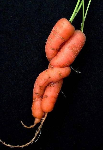 NGHÉN… SEX 🍒

Có những cột mốc làm thay đổi quan hệ của hai người: Một cái hôn sâu biến hai người bạn trở thành người yêu, một đám cưới biến 2 người yêu trở thành chồng vợ, một bào thai biến chồng vợ thành người cha, người mẹ. Làm thế nào vừa chăm lo tốt cho đứa con sắp chào đời mà vẫn không quên là người tình của nhau?

Em mang thai lần đầu, khỏe mạnh, không bị thai hành. Có điều trước kia em “sinh hoạt” với chồng đều đặn tháng vài lần, nay thì “nhu cầu” tăng lên rõ rệt, một tuần “đòi” chồng đến 3, 4 lần! Em nghĩ đến chồng suốt và thấy tình cảm quyến luyến hơn hẳn. Ông xã rất vui, chúng em chỉ sợ "ham hố" quá ảnh hưởng đến sự phát triển của thai nhi.
Theo bác sĩ, tại sao em lại bị nghén lạ đời vậy? Vợ chồng em “yêu” bao nhiêu lần là đủ?
(Nguyễn Thị Hằng, quận 2, TP HM)

Khi có thai, đi cùng bạn hàng ngày không phải là những chiếc túi nhỏ xinh mà là “chiếc ba lô” đằng trước bụng. 😉

Nhu cầu chăn gối và cảm nhận tình dục của bạn có thể tăng hay giảm so với trước đó là do sự thay đổi nội tiết tố, cảm xúc, tâm lý mang lại.
Cặp ngực nhạy cảm hơn và tăng khoái cảm cùng với sự gia tăng hormone oxytocin khiến bạn dễ đạt cực khoái hơn trước khi mang thai.

Về tâm lý, người phụ nữ được ổn định và có thêm động lực trong đời sống gia đình, thậm chí còn say mê hơn khi cảm nhận mối liên kết chặt chẽ của mình với chồng qua đứa con, chính mầm sống đang cựa quậy lớn lên từng ngày trong cung lòng càng gắn kết vợ chồng bạn hơn.

Nhiều người mẹ thấy "tội lỗi" khi ham muốn nhiều hơn từ lúc có thai, phần nhiều e sợ rằng quan hệ mạnh có thể gây hại cho bé, phải kiêng hoàn toàn "chuyện ấy" để con được khỏe mạnh và sạch sẽ...

**
Bạn yên tâm, những bà bầu có thai kỳ khỏe mạnh hoàn toàn có thể tận hưởng sex đến tận ngày sinh vì thai nhi luôn được bảo vệ an toàn trong túi ối và có nút chất nhầy đặc dính ở cổ tử cung.
Tử cung có tính đàn hồi lớn, mọi lực tác động vào đây đều được phân tán đi, không tác động trực tiếp tới thai.

Nếu thai nhi được chẩn đoán phát triển bình thường thì hai bạn có thể quan hệ đều đều, trừ một vài tư thế “kiểu cọ” xâm nhập quá sâu, gây chèn ép lên bụng, vận động mạnh hoặc “yêu” quá lâu.
Nên nhớ rằng khi mang thai, nội tiết tố trong cơ thể phụ nữ thay đổi khiến môi trường âm đạo mất cân bằng, rất dễ bị vi khuẩn tấn công gây viêm, nhiễm nấm gây ngứa ngáy. Cần giữ vệ sinh vùng kín thật tốt và ông xã phải sạch sẽ để giảm bớt nguy cơ viêm nhiễm cho thai phụ.

Trong quá trình giao hợp đến khi đạt cực khoái, tử cung luôn co bóp nhịp nhàng, khiến thai nhi thích thú như được vuốt ve nhẹ nhàng.
Có nghiên cứu cho thấy “yêu” trong thời gian bầu bí rất có ích cho việc mang thai, các mẹ bầu sẽ có tâm trạng thoải mái hơn, thậm chí nếu không quan hệ tình dục dễ dẫn tới việc giảm sự bài tiết sữa để nuôi con.

Thống kê cho thấy: từ tháng thứ 4 đến tháng thứ 6 đa số thai phụ tăng cường độ thỏa mãn và sự đòi hỏi hơn mức bình thường đôi chút, do tâm lý được ổn định. Một số người, nhu cầu về thỏa mãn tình dục tăng cao gần gấp đôi so với trước lúc mang thai. Vì lưu lượng máu đến vùng sinh dục nhiều, tử cung, âm đạo, âm hộ giữ nước làm vùng kín căng mọng, là nguồn kích thích khiến người phụ nữ nhạy cảm, sung sức, hưng phấn gia tăng.

Điều quan trọng là hai bạn cần quan hệ tình dục đúng cách, đề phòng các nguy cơ xấu xảy ra.
Vợ chồng bạn tránh việc giao hợp thô bạo, vào quá sâu và tránh kích thích âm đạo và nhũ hoa quá mức, tránh những tư thế đè nén vào tử cung và chú trọng vệ sinh cơ thể cho cả hai.

🔹Mấy tháng đầu, nếu 2 bên làm “chuyện ấy” quá mạnh mẽ, tư thế không phù hợp sẽ dễ dẫn tới nguy cơ động thai.

🔹Nếu thầy thuốc khám thai tiên lượng thai nghén có nguy cơ chuyển dạ sớm thì không nên quan hệ vì trong tinh dịch có chứa chất gây co bóp tử cung.

🔹 Những tháng cuối của thai kỳ, nếu thấy có nước chảy ra thì không nên quan hệ tình dục, đề phòng bị rỉ ối, rách màng ối, dễ gây nhiễm khuẩn cho thai nhi.

Bs Nguyễn Lan Hải.
(Cố vấn chuyên môn Hội quán các bà mẹ)