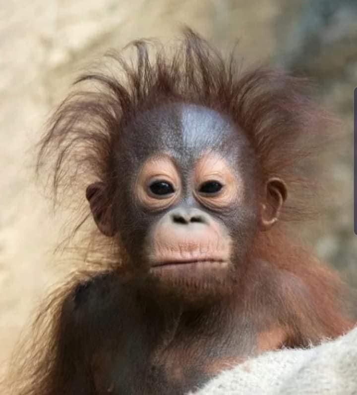 Như 2 giọt nước ý ạ 😅