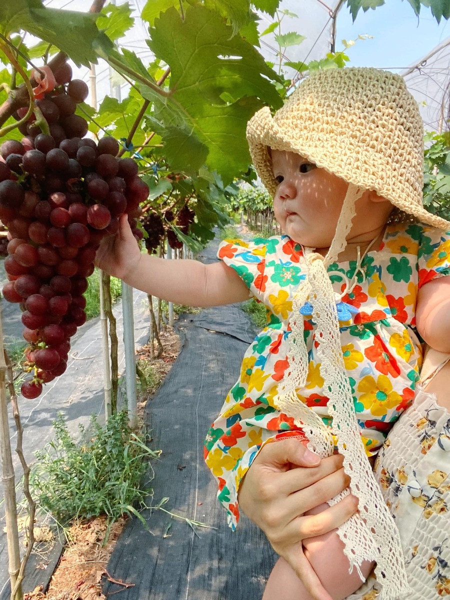 [ĐI HÁI NHO THÔI CÁC BẠN ƠIII]

Địa điểm: Trang trại Chimi Farm 4, Đông Anh, Hà Nội (search gg map là ra nha các bác)

Lỡ hẹn với mùa nho năm ngoái, nay có tin nho mới vào vụ là 2 mẹ con em xách balo lên đường luôn😆 nho trĩu trịt nhìn là mê các bác ạ, trồng cũng thấp thôi nên các bé tha hồ hái nha (các bác nhớ càng đi sâu vào phía trong thì càng nhiều nho nhé). 

Ngoài ra, còn có các dịch vụ khác như: khu cafe xanh mướt cây cối để ngồi nghỉ (giá nước uống từ 40-65k), khu cho động vật ăn (thỏ, hamster, dê, vịt…), tô tượng. 

Chi phí: vườn nho có 2 khu với mức phí 50k (dành cho bạn nào chỉ hái, chụp ảnh chứ không ăn, hái bao nhiêu ra ngoài cân tính tiền - 200k/kg, và thăm khu động vật + 1 suất ăn cho đv) và 250k (như gói 50k nhưng được ăn nho thoải mái trong vườn). 

Mức phí nào cũng được tặng 1 hộp nho nhỏ để mình ăn thử ngay ở quầy bán vé nha😄 cá nhân mình thấy nho khá ngọt và thơm (mua về để tủ lạnh ăn chắc sẽ ngon hơn nữa đó).