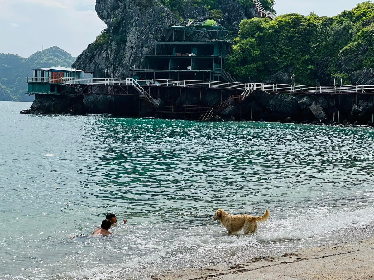 CÁT BÀ - lên rừng xuống biển trong 3 ngày 😎

Nhà mình đi Cát Bà lần đầu năm 2017, ở 2 đêm trong Cát Bà resort và tự lái xe đi loanh quanh. Ấn tượng của mình lúc ấy không khác gì các điểm du lịch biển khác ở miền Bắc cho lắm; thế nên cũng không có ý định quay lại.

Cho đến cách đây khoảng 1 tuần, lũ trẻ con nó than thở thèm biển. Mà đúng đợt cả 2 bố mẹ đều bận. Thứ 7 vẫn phải đi họp phụ huynh cho 2 đứa, đầu tuần sau thì bố mẹ đều có lịch không huỷ được. Thế là nghĩ đến Cát Bà.

Đặt phòng ở Cát Bà sát ngày, lại cuối tuần mùa cao điểm, cộng thêm yêu cầu dạng family 2 giường, chi phí vừa phải nhưng có chỗ chơi cho trẻ con -  dường như là “nhiệm vụ bất khả thi” 🤣 Đến cuối cùng, thực sự là lên kế hoạch chuyến đi theo cách không kỳ vọng nhiều, chỉ cần có chỗ cho lũ trẻ con tắm biển là được.

Ấy thế mà lại có chuyến đi ngoài mong đợi - lại phải rì viu 😎 (hơi ít ảnh vì toàn chụp ảnh bọn trẻ con, không chụp cảnh ạ 😅).

1. Đi lại và chi phí:

Nhà mình tự lái, chọn cung đường như sau vì rất sợ cảnh xếp hàng mòn mỏi ở bến phà 😬
Gần 10h sáng thứ 7 họp phụ huynh xong (trộm vía gia đình vẫn hạnh phúc sau buổi họp này), lên xe phi thẳng cao tốc về Tuần Châu. Ghé Hồng Hạnh ăn trưa rồi ra bến phà Tuần Châu đi chuyến 1h30 chiều.

Vé cao tốc: trừ VETC thẻ chồng, mình k phải trả nên coi như free 😌
Vé phà Tuần Châu - Cát Bà: 300k/xe ô tô, 60k/người.
Phà có 4 chuyến thôi: 9h, 11h30, 13h30, 15h (theo trí nhớ của mình, các bạn nên check lại nhé).

Tại sao lại chọn phà Tuần Châu dù xa hơn?
- Vì có thể tạt qua Tuần Châu ăn trưa 🤣 Với mình hải sản Quảng Ninh vưỡn là số 1.
- Vì đỡ phải xếp hàng (hãy google để biết phà từ Cát Hải đông cỡ nào vào mùa này, nãy mình về là vào sáng thứ 2 mà xe vẫn đang xếp hàng dài 😅).
- Vì được ngắm vịnh. Do quãng đường này sẽ là đi trên vịnh Hạ Long / Lan Hạ tầm 40-50p, tha hồ mà ngắm.
- Từ Tuần Châu sẽ cập Cảng Gia Luận, đi qua Rừng quốc gia Cát Bà để vào trung tâm. Con đường này đẹp và nhiều điểm tham quan.

Chiều về nhà mình đi Cảng Cái Viềng - bến phà Gót (Cát Hải). 1 là để khám phá thêm cung đường khác, 2 là chiều này đỡ đông rồi, phà chạy liên tục, nhà mình tới là có phà đi luôn.

Giá vé là 190k/xe và 10k/người.

2. Ở và ăn chơi:

Vụ này mình đặt theo đúng kiểu: hỏi mà bảo có phòng là đặt luôn, chứ còn chả thèm check review gì trước. Mùa cao điểm mà 😅 Thế nhưng kết quả lại không tồi.

HOI LAKE FARMSTAY:
Đêm đầu mình ở đây, là Farmstay nằm trong Vườn quốc gia Cát Bà. Nó là một dãy bungalow dựng quanh hồ Hới. Nếu đến sớm trước 5h chiều thì bạn đỗ xe ở cổng rồi đi bộ vào (từ cổng Rừng quốc gia vào khoảng 3-400m thôi).

Chỗ này không hợp với bạn nào quen ở chỗ “xịn xịn” vì điều kiện cơ sở vật chất cũ không được đầu tư cải tạo nhiều. 

Bù lại thì cảnh thiên nhiên cực đẹp. Hồ nước ngọt từ trong kẽ đá chảy ra mát lạnh. Cây cối đủ loại nên là thiên đường cho 2 thằng nhà mình. Chúng nó bơi rồi nghịch cả buổi, trời mưa xong bị vắt chui ra cắn vẫn cười phe phé đi khoe khắp nơi 😅

Ở đây có thể trekking quanh rừng quốc gia, cắm trại (có khu vực cho thuê trại và điểm dựng trại). Nếu không thuê bungalow thì tự cắm trại cũng là lựa chọn không tồi đâu ^^
Giá siêu rẻ: 750k/đêm với bungalow 1 giường đôi và 850k/đêm với bungalow family 2 giường, bao gồm ăn sáng (đồ ăn sáng thì tệ nha 😅). Trẻ em phụ thu 150k.

Đồ ăn uống cũng rẻ luôn, nước cam ép, cà phê cũng chỉ tầm 25-30k/ly. Nhân viên thì không chuyên nghiệp nhưng nhiệt tình. Các bạn Tây ba lô có vẻ thích mấy chỗ kiểu này nên mình thấy 3-4 nhóm liền, đông hơn cả khách Việt.

MONKEY ISLAND RESORT:

Nằm trên Đảo Khỉ ngoài vịnh Lan Hạ. Một nơi mà mình nghĩ nhà mình sẽ còn quay lại vì cả nhà đều thích.

Vì nằm ngoài đảo nên để ra đây thì phải đi tàu từ bến Bèo. Trước khi tới tầm 30p bạn liên hệ với resort để cho tàu vào đón. Sau khi được free ngắm vịnh Lan Hạ tầm 20p thì tới đảo. Ở đây cũng là các bungalow, có dạng phòng rẻ nhất là 1tr - và đắt nhất là bungalow riêng view biển 2 giường thì 2.3tr. Giá bao gồm ăn sáng, phụ thu trẻ em 200k.

Nằm sâu trong vịnh nên nước biển trong, buổi sáng có rác (chủ yếu là bèo) dạt vào - nhưng về cơ bản là nước vẫn sạch. Bãi có sỏi và đá nhỏ chứ k phải cát mịn như biển miền Trung. Thế nhưng so với biển miền Bắc thì vẫn ổn rồi.

Do mọi thứ trên đảo phải mang từ đất liền vào nên bạn sẽ được nhắc cần tiết kiệm nước. Điện cũng phải chạy máy phát nên tầm trưa và tối mới có điều hoà. Tuy nhiên mình đi vào ngày mát mẻ, gió cũng lồng lộng suốt ngày ấy nên dễ chịu lắm. Từ bungalow nhìn thẳng ra vịnh, cảnh siêu đẹp. Bơi chán là 2 đứa nhà mình lại nằm ườn ngoài ban công ngắm biển, đọc sách.

Đặc sản trên đảo này, ngoài biển, là chó và khỉ ^^ Bọn chó dễ thương kinh khủng. Đặc biệt là bạn Kem, cứ có khách đến là chạy ra đón, rồi khách lên tàu về lại lon ton ra tiễn, rất thích chơi với trẻ con nữa. Bọn trẻ con nhà mình mê mẩn lắm.

Còn lũ khỉ thì không mê nổi 🥹 Đảo của chúng nó mà. Đồ ăn để ngoài hay quên k đóng cửa phòng là chúng nó lao vào ăn trộm luôn 🥲 Mình nhìn mấy con to đùng sợ khiếp vía, 2 thằng con thì rủ chó đi trêu khỉ 😏 

Nghe nói còn vài cái resort ở các đảo riêng biệt kiểu này loanh quanh vịnh nữa. Cát Bà bắt đầu hấp dẫn nhà mình rồi đấy ^^