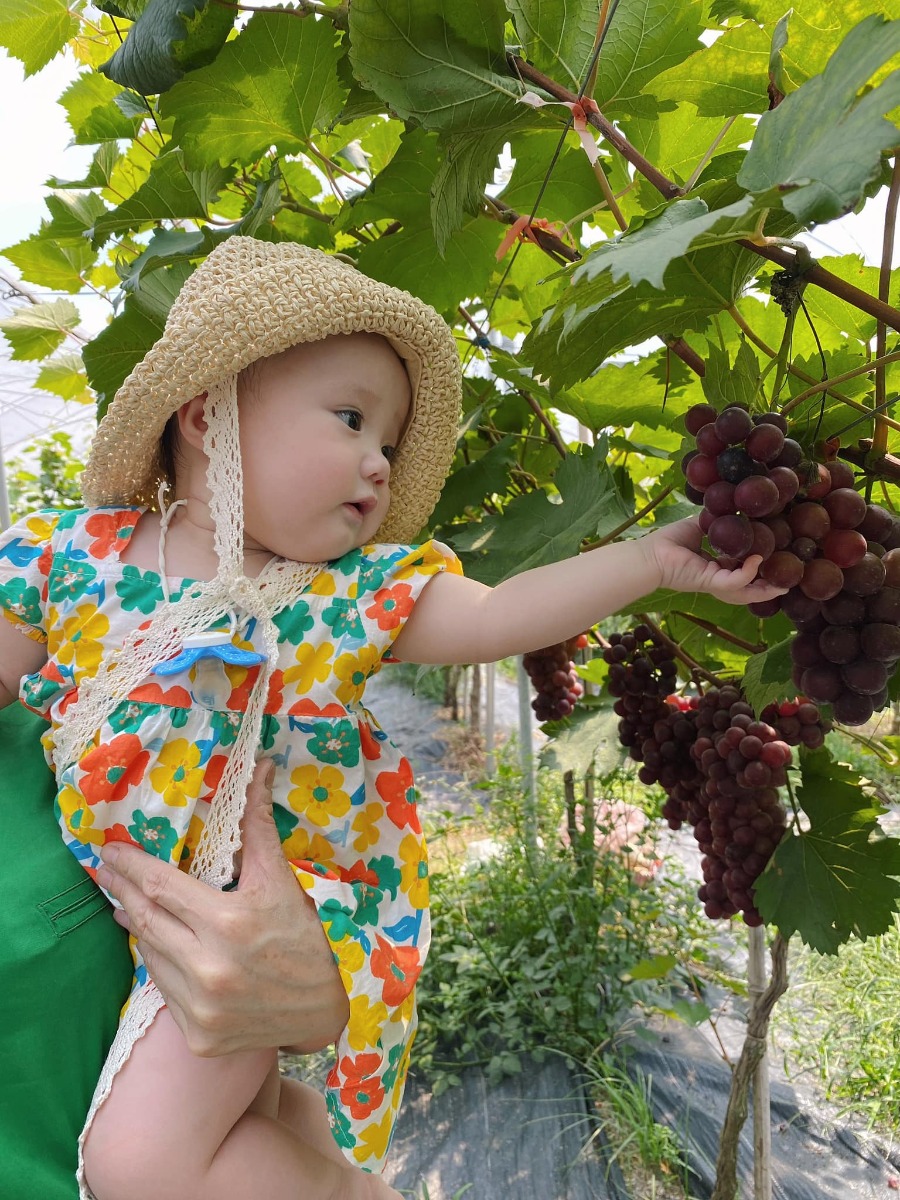 [ĐI HÁI NHO THÔI CÁC BẠN ƠIII]

Địa điểm: Trang trại Chimi Farm 4, Đông Anh, Hà Nội (search gg map là ra nha các bác)

Lỡ hẹn với mùa nho năm ngoái, nay có tin nho mới vào vụ là 2 mẹ con em xách balo lên đường luôn😆 nho trĩu trịt nhìn là mê các bác ạ, trồng cũng thấp thôi nên các bé tha hồ hái nha (các bác nhớ càng đi sâu vào phía trong thì càng nhiều nho nhé). 

Ngoài ra, còn có các dịch vụ khác như: khu cafe xanh mướt cây cối để ngồi nghỉ (giá nước uống từ 40-65k), khu cho động vật ăn (thỏ, hamster, dê, vịt…), tô tượng. 

Chi phí: vườn nho có 2 khu với mức phí 50k (dành cho bạn nào chỉ hái, chụp ảnh chứ không ăn, hái bao nhiêu ra ngoài cân tính tiền - 200k/kg, và thăm khu động vật + 1 suất ăn cho đv) và 250k (như gói 50k nhưng được ăn nho thoải mái trong vườn). 

Mức phí nào cũng được tặng 1 hộp nho nhỏ để mình ăn thử ngay ở quầy bán vé nha😄 cá nhân mình thấy nho khá ngọt và thơm (mua về để tủ lạnh ăn chắc sẽ ngon hơn nữa đó).