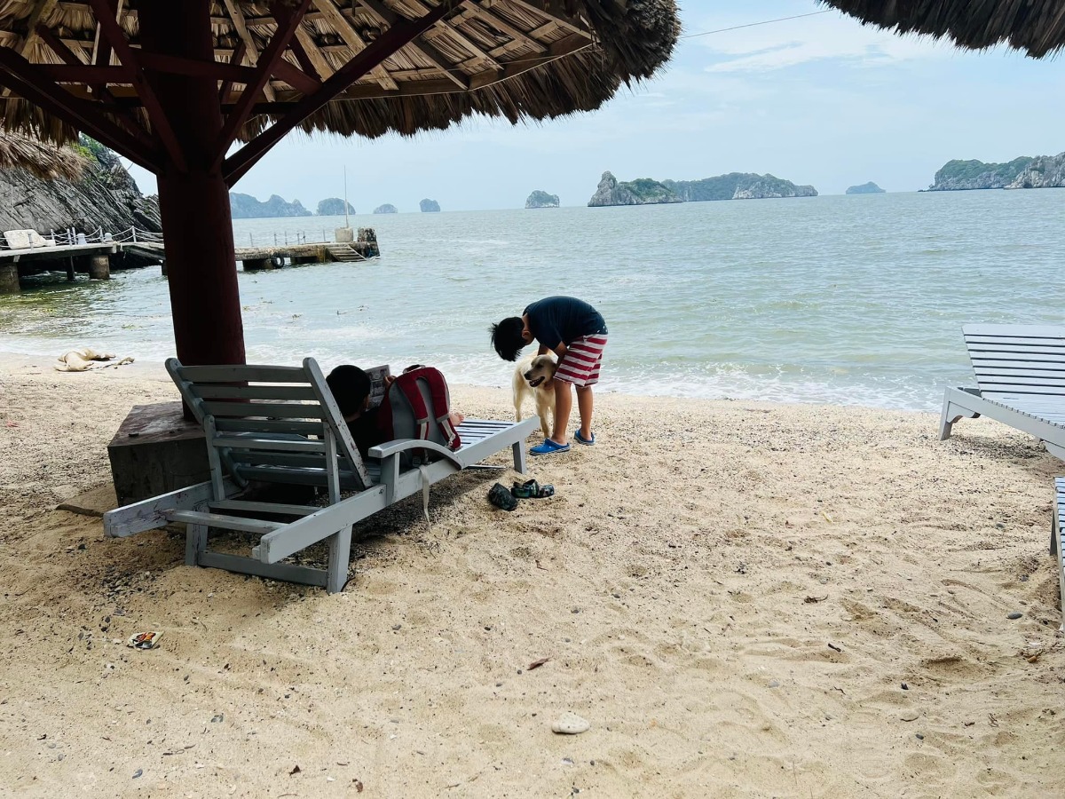 CÁT BÀ - lên rừng xuống biển trong 3 ngày 😎

Nhà mình đi Cát Bà lần đầu năm 2017, ở 2 đêm trong Cát Bà resort và tự lái xe đi loanh quanh. Ấn tượng của mình lúc ấy không khác gì các điểm du lịch biển khác ở miền Bắc cho lắm; thế nên cũng không có ý định quay lại.

Cho đến cách đây khoảng 1 tuần, lũ trẻ con nó than thở thèm biển. Mà đúng đợt cả 2 bố mẹ đều bận. Thứ 7 vẫn phải đi họp phụ huynh cho 2 đứa, đầu tuần sau thì bố mẹ đều có lịch không huỷ được. Thế là nghĩ đến Cát Bà.

Đặt phòng ở Cát Bà sát ngày, lại cuối tuần mùa cao điểm, cộng thêm yêu cầu dạng family 2 giường, chi phí vừa phải nhưng có chỗ chơi cho trẻ con -  dường như là “nhiệm vụ bất khả thi” 🤣 Đến cuối cùng, thực sự là lên kế hoạch chuyến đi theo cách không kỳ vọng nhiều, chỉ cần có chỗ cho lũ trẻ con tắm biển là được.

Ấy thế mà lại có chuyến đi ngoài mong đợi - lại phải rì viu 😎 (hơi ít ảnh vì toàn chụp ảnh bọn trẻ con, không chụp cảnh ạ 😅).

1. Đi lại và chi phí:

Nhà mình tự lái, chọn cung đường như sau vì rất sợ cảnh xếp hàng mòn mỏi ở bến phà 😬
Gần 10h sáng thứ 7 họp phụ huynh xong (trộm vía gia đình vẫn hạnh phúc sau buổi họp này), lên xe phi thẳng cao tốc về Tuần Châu. Ghé Hồng Hạnh ăn trưa rồi ra bến phà Tuần Châu đi chuyến 1h30 chiều.

Vé cao tốc: trừ VETC thẻ chồng, mình k phải trả nên coi như free 😌
Vé phà Tuần Châu - Cát Bà: 300k/xe ô tô, 60k/người.
Phà có 4 chuyến thôi: 9h, 11h30, 13h30, 15h (theo trí nhớ của mình, các bạn nên check lại nhé).

Tại sao lại chọn phà Tuần Châu dù xa hơn?
- Vì có thể tạt qua Tuần Châu ăn trưa 🤣 Với mình hải sản Quảng Ninh vưỡn là số 1.
- Vì đỡ phải xếp hàng (hãy google để biết phà từ Cát Hải đông cỡ nào vào mùa này, nãy mình về là vào sáng thứ 2 mà xe vẫn đang xếp hàng dài 😅).
- Vì được ngắm vịnh. Do quãng đường này sẽ là đi trên vịnh Hạ Long / Lan Hạ tầm 40-50p, tha hồ mà ngắm.
- Từ Tuần Châu sẽ cập Cảng Gia Luận, đi qua Rừng quốc gia Cát Bà để vào trung tâm. Con đường này đẹp và nhiều điểm tham quan.

Chiều về nhà mình đi Cảng Cái Viềng - bến phà Gót (Cát Hải). 1 là để khám phá thêm cung đường khác, 2 là chiều này đỡ đông rồi, phà chạy liên tục, nhà mình tới là có phà đi luôn.

Giá vé là 190k/xe và 10k/người.

2. Ở và ăn chơi:

Vụ này mình đặt theo đúng kiểu: hỏi mà bảo có phòng là đặt luôn, chứ còn chả thèm check review gì trước. Mùa cao điểm mà 😅 Thế nhưng kết quả lại không tồi.

HOI LAKE FARMSTAY:
Đêm đầu mình ở đây, là Farmstay nằm trong Vườn quốc gia Cát Bà. Nó là một dãy bungalow dựng quanh hồ Hới. Nếu đến sớm trước 5h chiều thì bạn đỗ xe ở cổng rồi đi bộ vào (từ cổng Rừng quốc gia vào khoảng 3-400m thôi).

Chỗ này không hợp với bạn nào quen ở chỗ “xịn xịn” vì điều kiện cơ sở vật chất cũ không được đầu tư cải tạo nhiều. 

Bù lại thì cảnh thiên nhiên cực đẹp. Hồ nước ngọt từ trong kẽ đá chảy ra mát lạnh. Cây cối đủ loại nên là thiên đường cho 2 thằng nhà mình. Chúng nó bơi rồi nghịch cả buổi, trời mưa xong bị vắt chui ra cắn vẫn cười phe phé đi khoe khắp nơi 😅

Ở đây có thể trekking quanh rừng quốc gia, cắm trại (có khu vực cho thuê trại và điểm dựng trại). Nếu không thuê bungalow thì tự cắm trại cũng là lựa chọn không tồi đâu ^^
Giá siêu rẻ: 750k/đêm với bungalow 1 giường đôi và 850k/đêm với bungalow family 2 giường, bao gồm ăn sáng (đồ ăn sáng thì tệ nha 😅). Trẻ em phụ thu 150k.

Đồ ăn uống cũng rẻ luôn, nước cam ép, cà phê cũng chỉ tầm 25-30k/ly. Nhân viên thì không chuyên nghiệp nhưng nhiệt tình. Các bạn Tây ba lô có vẻ thích mấy chỗ kiểu này nên mình thấy 3-4 nhóm liền, đông hơn cả khách Việt.

MONKEY ISLAND RESORT:

Nằm trên Đảo Khỉ ngoài vịnh Lan Hạ. Một nơi mà mình nghĩ nhà mình sẽ còn quay lại vì cả nhà đều thích.

Vì nằm ngoài đảo nên để ra đây thì phải đi tàu từ bến Bèo. Trước khi tới tầm 30p bạn liên hệ với resort để cho tàu vào đón. Sau khi được free ngắm vịnh Lan Hạ tầm 20p thì tới đảo. Ở đây cũng là các bungalow, có dạng phòng rẻ nhất là 1tr - và đắt nhất là bungalow riêng view biển 2 giường thì 2.3tr. Giá bao gồm ăn sáng, phụ thu trẻ em 200k.

Nằm sâu trong vịnh nên nước biển trong, buổi sáng có rác (chủ yếu là bèo) dạt vào - nhưng về cơ bản là nước vẫn sạch. Bãi có sỏi và đá nhỏ chứ k phải cát mịn như biển miền Trung. Thế nhưng so với biển miền Bắc thì vẫn ổn rồi.

Do mọi thứ trên đảo phải mang từ đất liền vào nên bạn sẽ được nhắc cần tiết kiệm nước. Điện cũng phải chạy máy phát nên tầm trưa và tối mới có điều hoà. Tuy nhiên mình đi vào ngày mát mẻ, gió cũng lồng lộng suốt ngày ấy nên dễ chịu lắm. Từ bungalow nhìn thẳng ra vịnh, cảnh siêu đẹp. Bơi chán là 2 đứa nhà mình lại nằm ườn ngoài ban công ngắm biển, đọc sách.

Đặc sản trên đảo này, ngoài biển, là chó và khỉ ^^ Bọn chó dễ thương kinh khủng. Đặc biệt là bạn Kem, cứ có khách đến là chạy ra đón, rồi khách lên tàu về lại lon ton ra tiễn, rất thích chơi với trẻ con nữa. Bọn trẻ con nhà mình mê mẩn lắm.

Còn lũ khỉ thì không mê nổi 🥹 Đảo của chúng nó mà. Đồ ăn để ngoài hay quên k đóng cửa phòng là chúng nó lao vào ăn trộm luôn 🥲 Mình nhìn mấy con to đùng sợ khiếp vía, 2 thằng con thì rủ chó đi trêu khỉ 😏 

Nghe nói còn vài cái resort ở các đảo riêng biệt kiểu này loanh quanh vịnh nữa. Cát Bà bắt đầu hấp dẫn nhà mình rồi đấy ^^